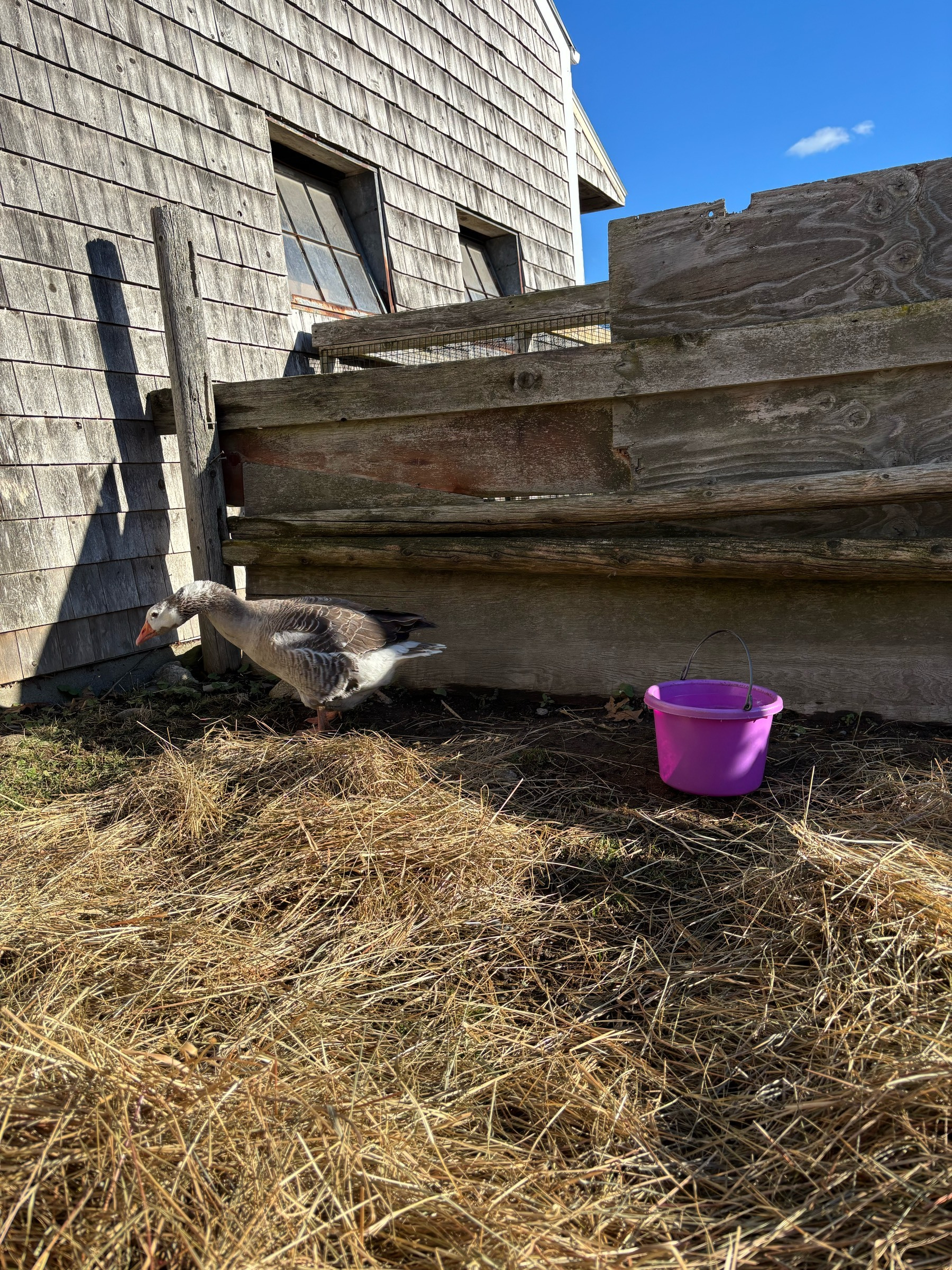 Closer view of the grey goose, her neck stretched out, walking towards the grey barn wall and away from a pink water bucket.