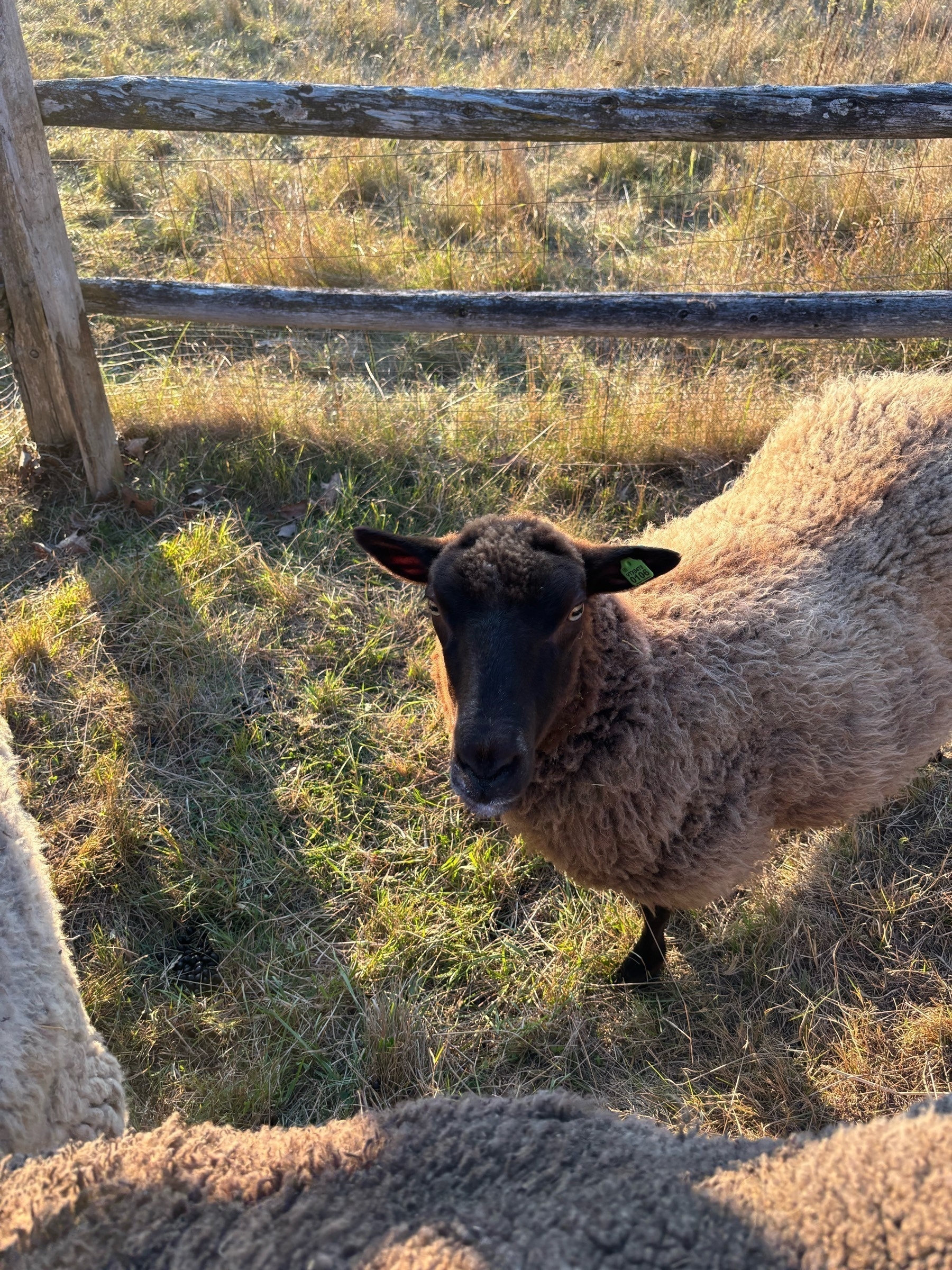A brown sheep with dark brown face stands in front of a wooden split-rail fence and brownish grass.  The outline of porcupine quills are barely visible.