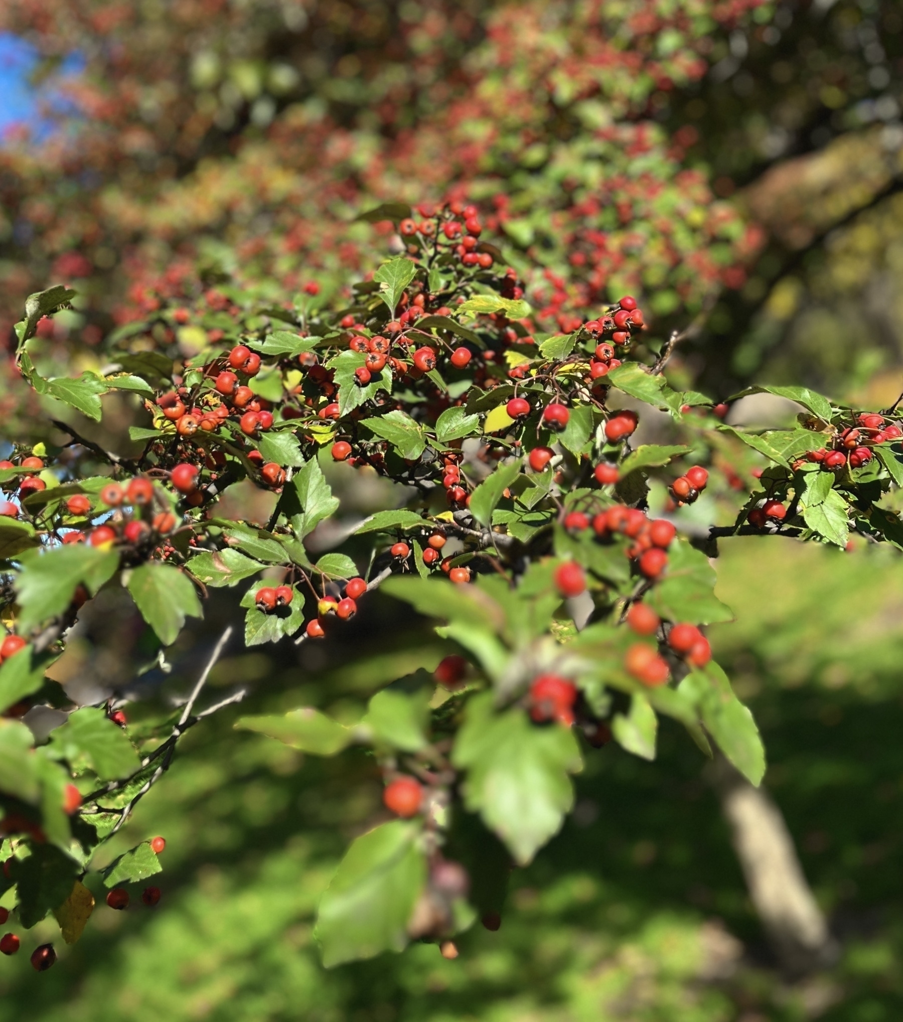A branch of a tree filled with bright red little round fruits the size of peas. 
