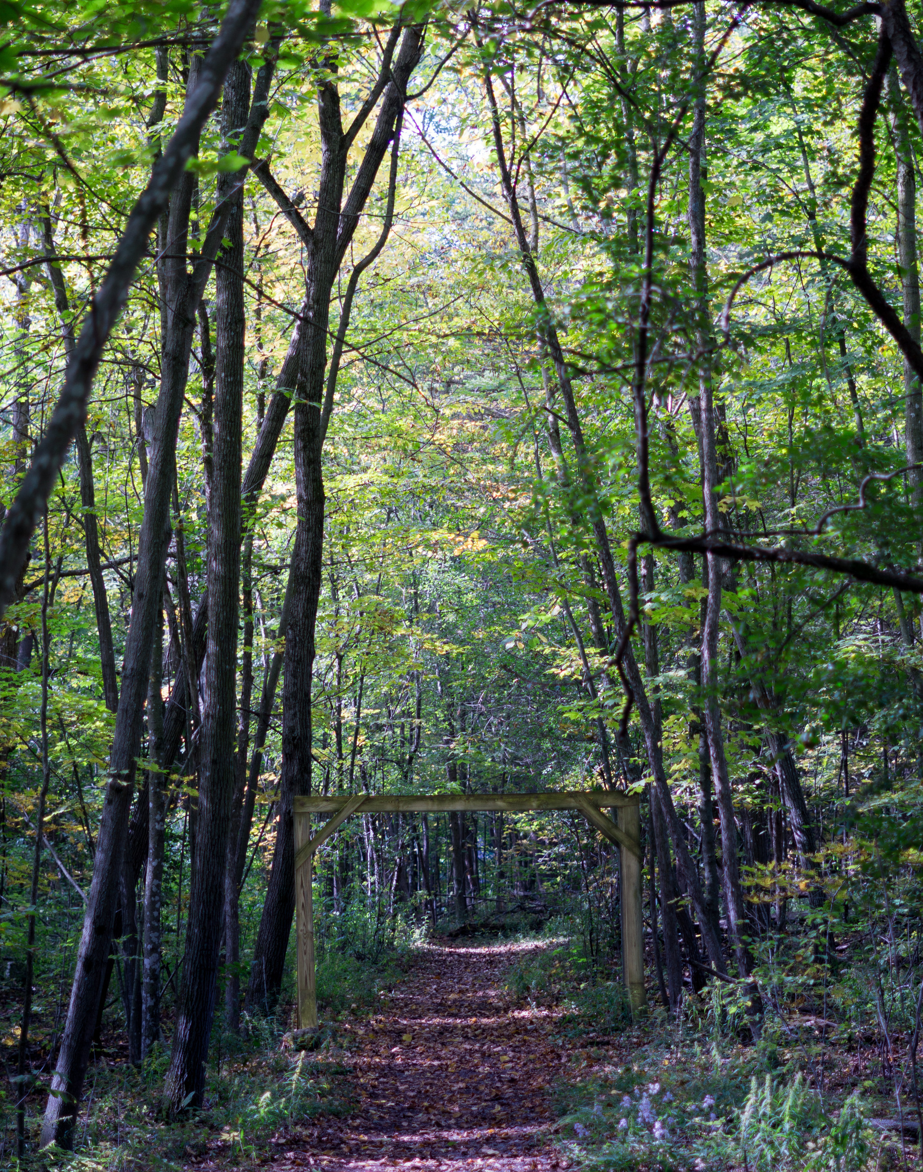 A path in the woods paved with brown leaves. There's a wooden frame standing ahead like a gate, which blends well with the forest in the background.