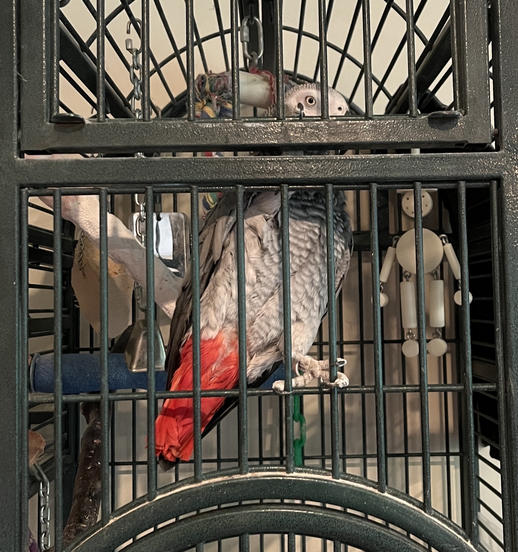 A big gray parrot picking at you through the bars of his cage. He has a red tail
