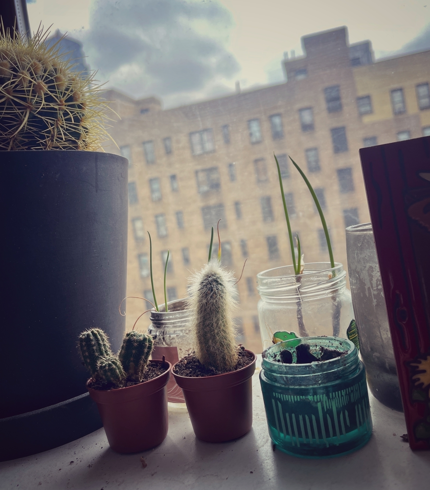 Three small plants, two cacti and one green onion in a jar on a shelf next to the window &10;&10;