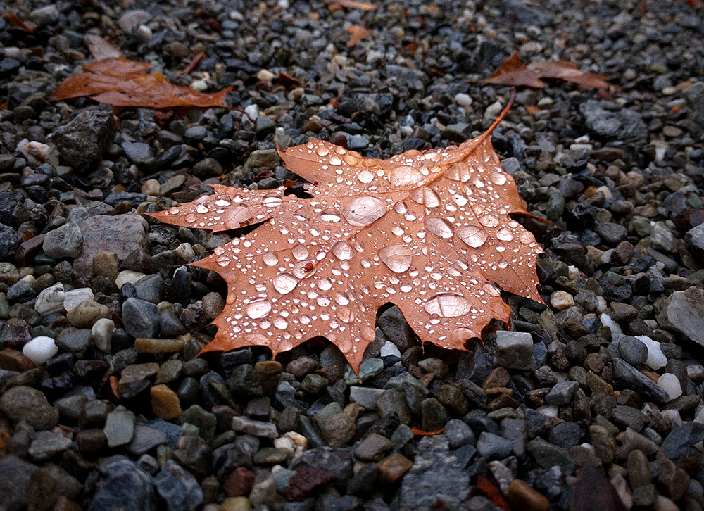 A brown-orange fallen leaf on the ground, with large drops of water like pearls on top of it