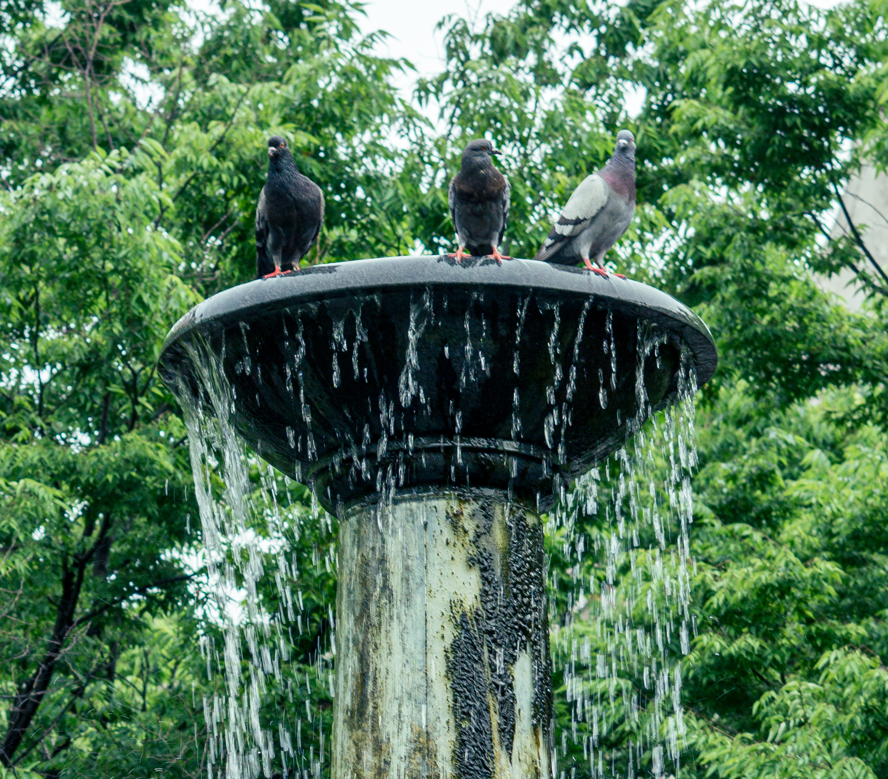 A water fountain with water dripping down. On top, three pigeons are looking around 