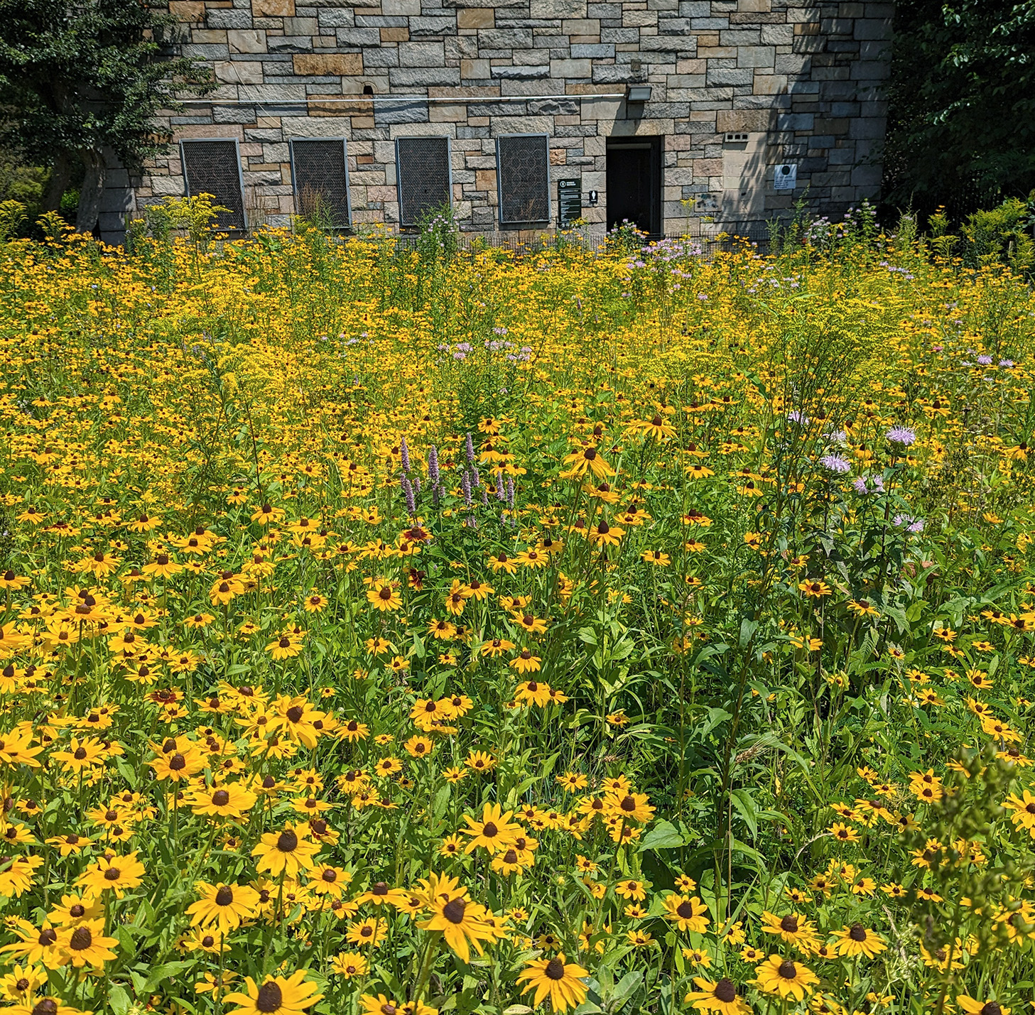 A thick layer of vibrant yellow flowers in the summer noon sun. A grey-brick building in the background.