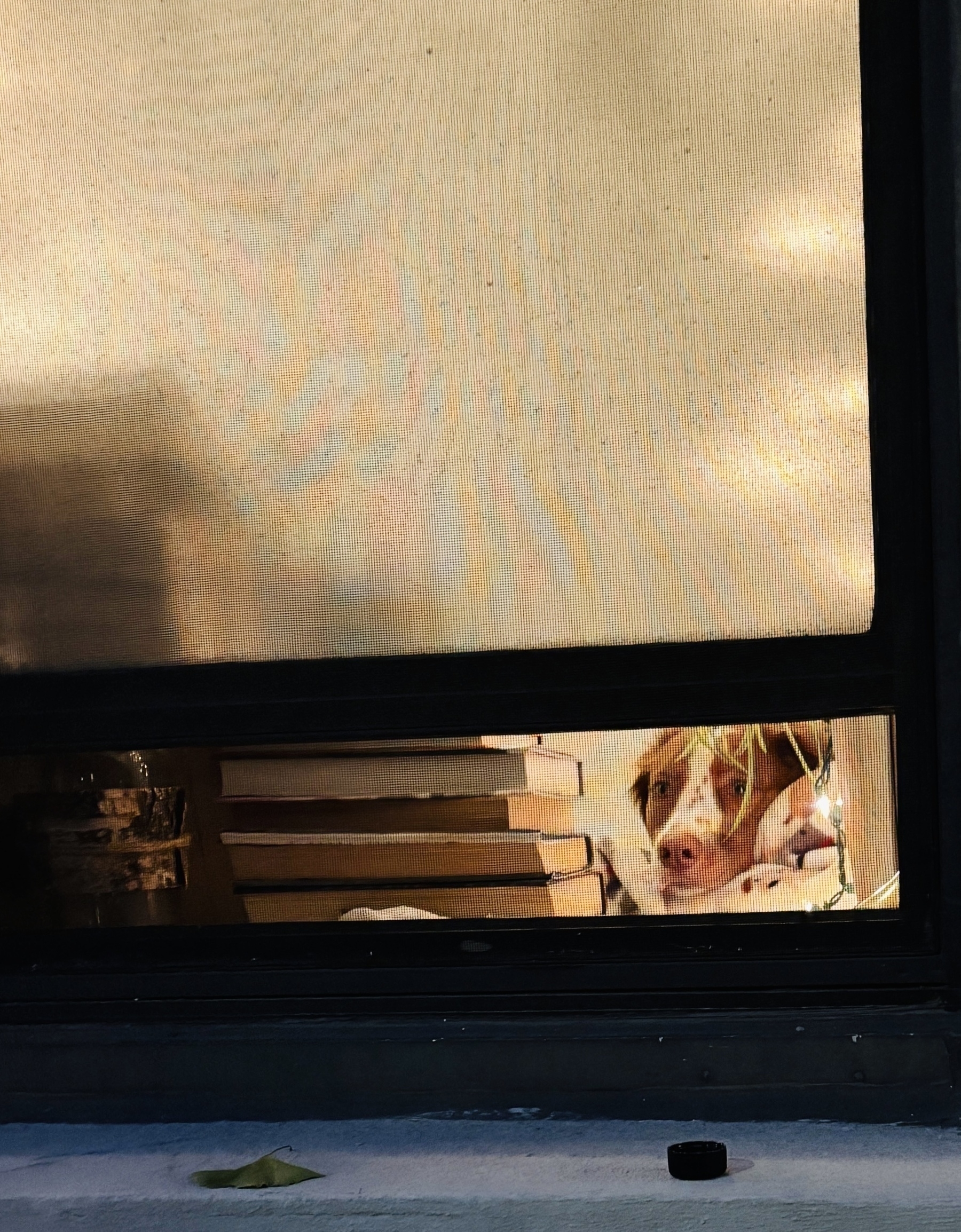 A dog peers through an opening below a window shade, letting in soft light and showing books in the background.