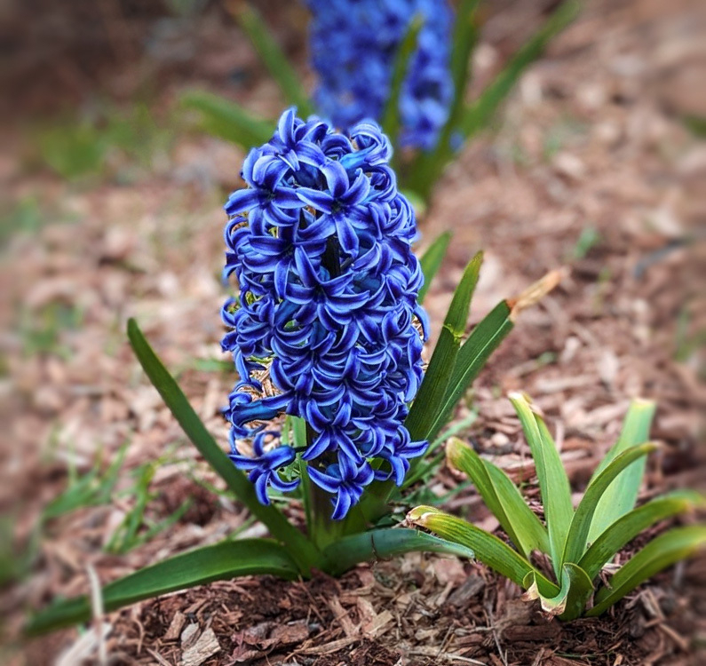 a zoomed-up photo of what is believed to be a Hyacinth