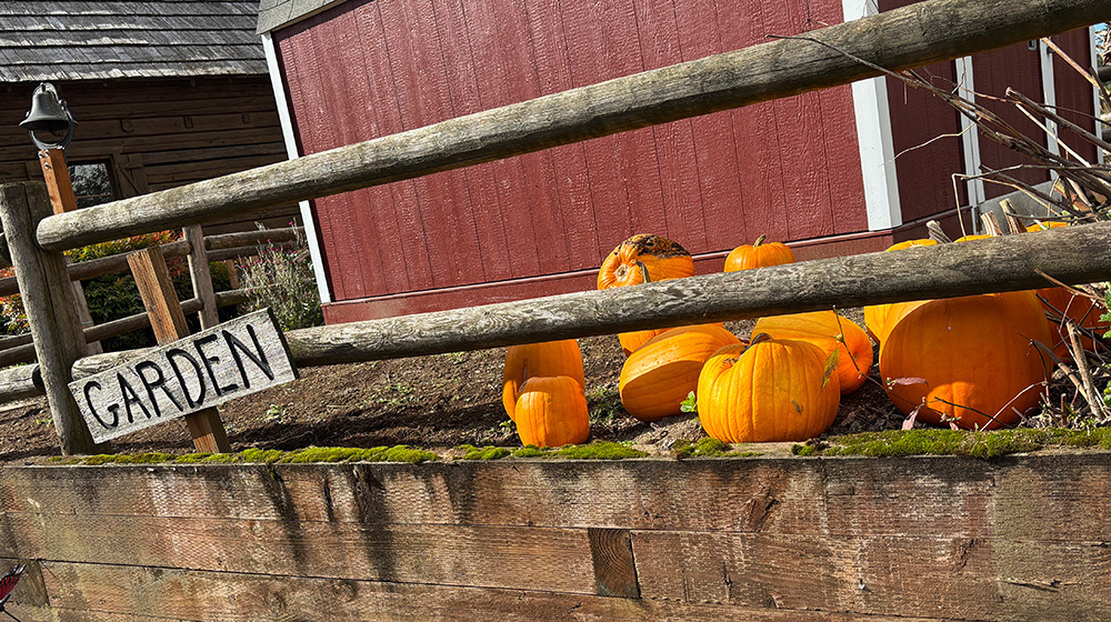 Auto-generated description: A wooden garden sign leans against a fence in front of a red building, with several pumpkins scattered on the ground.