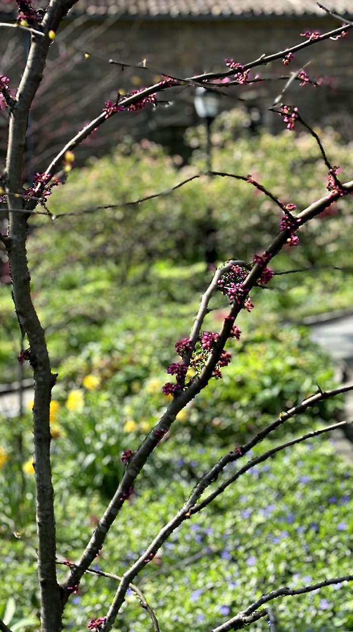small pink buds on a branch. In the background, green grass and more flowers next to a path leading to a local museum at a park nearby