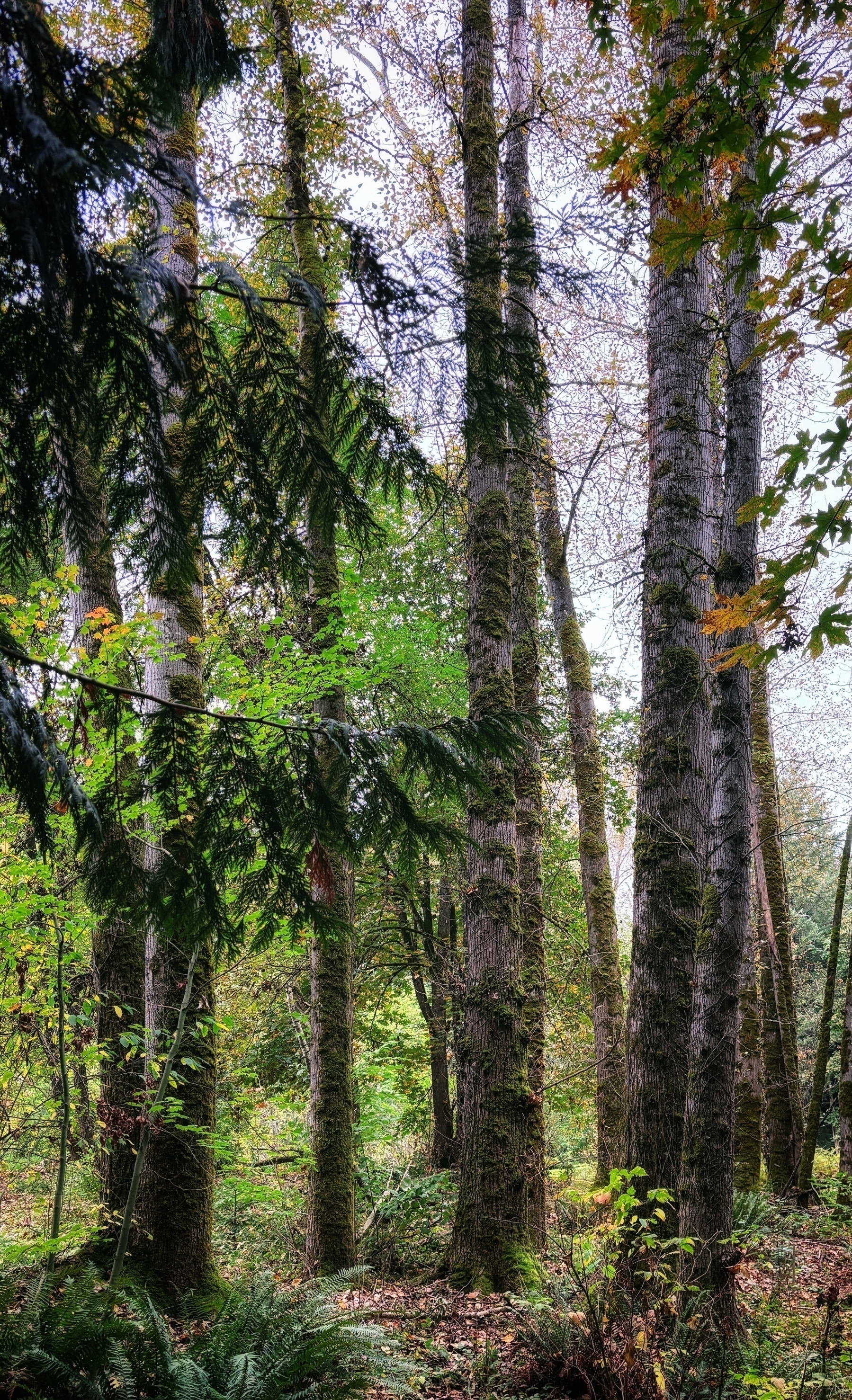 Auto-generated description: A lush forest scene with tall trees and vibrant green foliage.