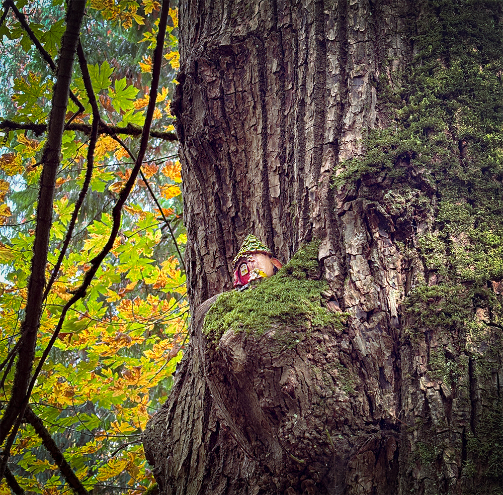 Auto-generated description: A small gnome figurine is nestled in a mossy nook of a tree trunk amidst a lush forest.