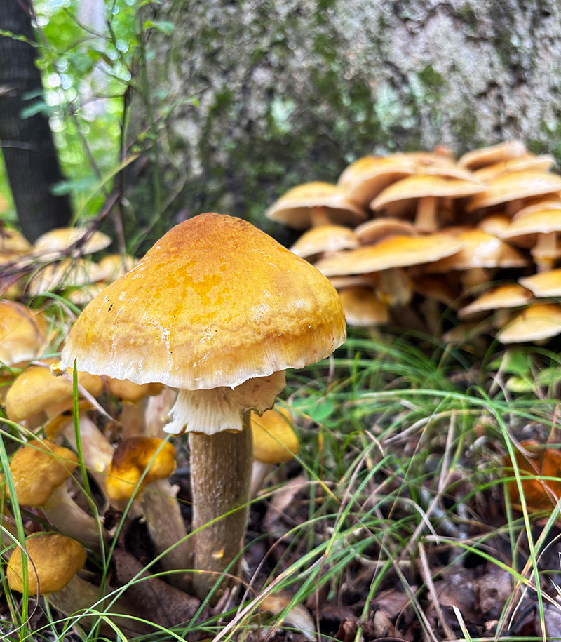 Auto-generated description: A group of yellow-brown mushrooms is growing at the base of a tree surrounded by grass.