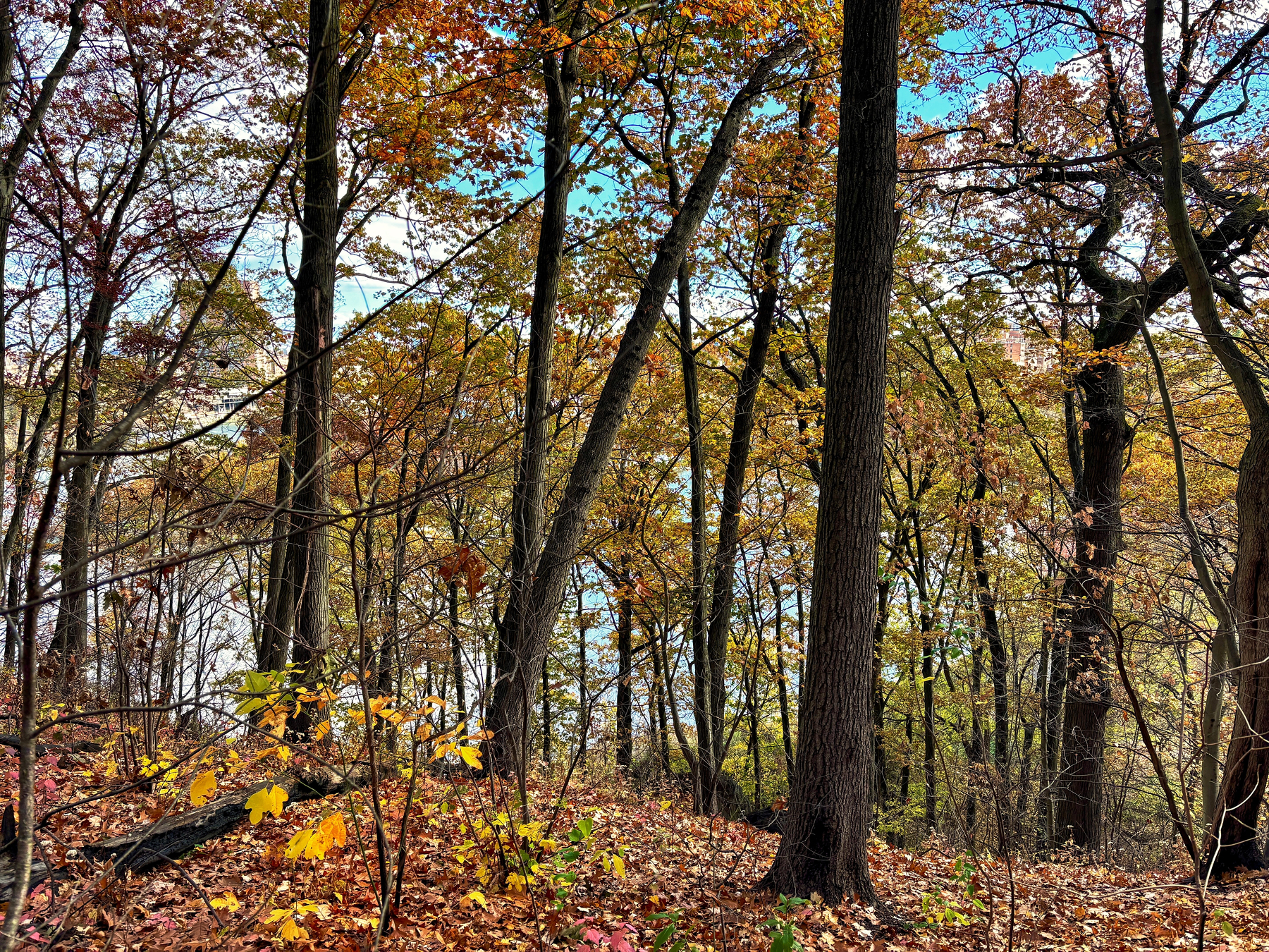 A forest with tall trees and colorful autumn leaves covering the ground.