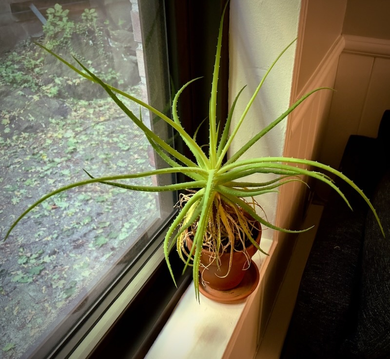 A spiky green aloe in a brown clay pot sits on a windowsill next to a window, with outdoor foliage visible in the background.