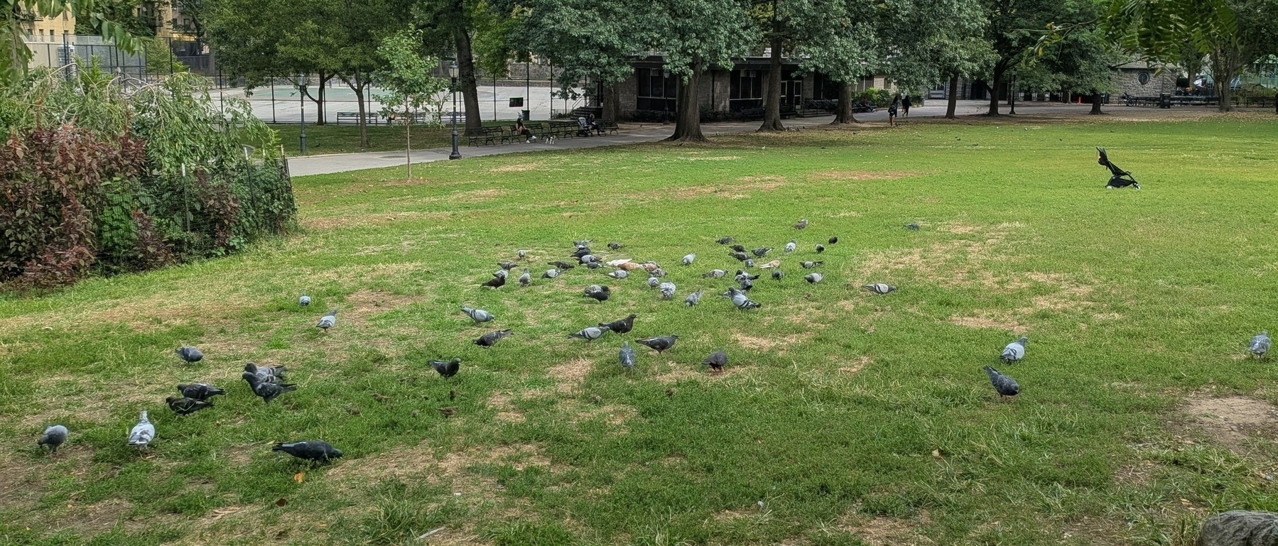 A flock of pigeons is gathered on a grassy field in a park with trees and a person in the background.