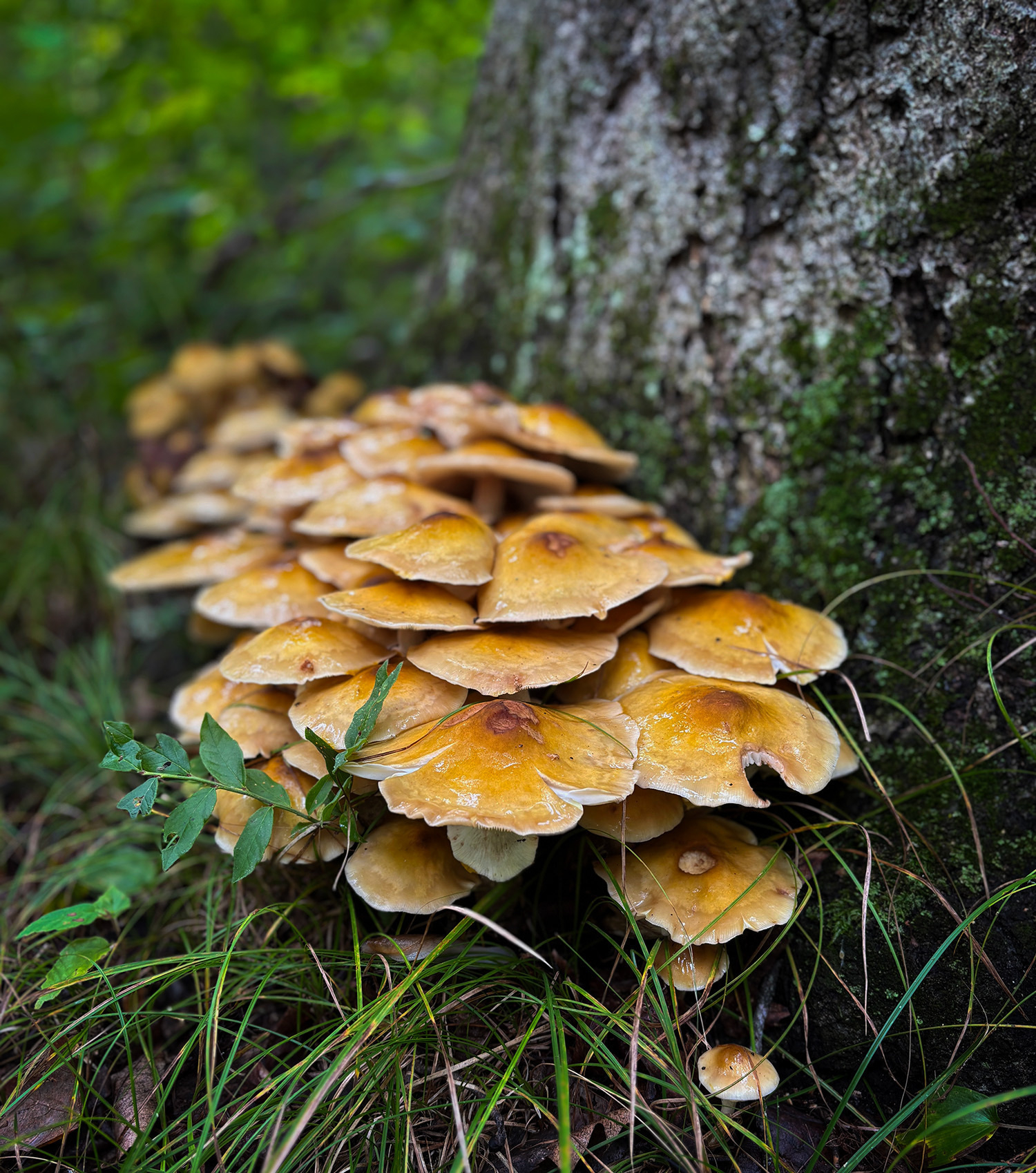 Auto-generated description: A cluster of orange-brown mushrooms grows at the base of a tree in a forested area.