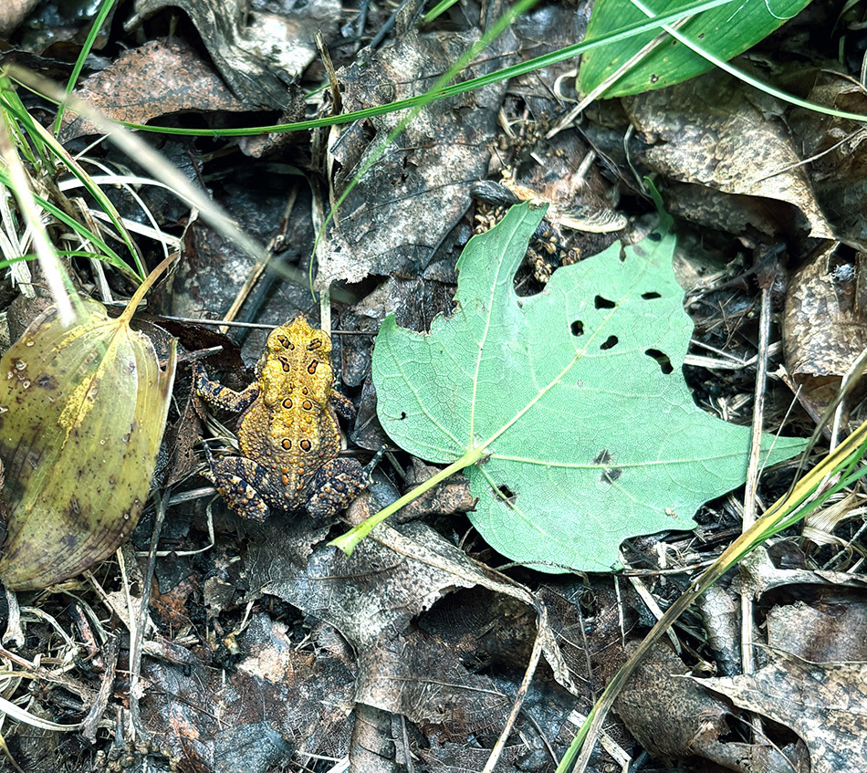 Auto-generated description: A yellow toad with distinct markings is camouflaged among dry leaves and a green, partially eaten leaf on the forest floor.
