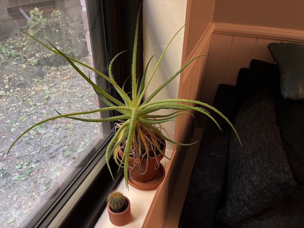 Auto-generated description: A potted aloe plant and a small cactus are positioned on a windowsill next to a dark-colored couch.