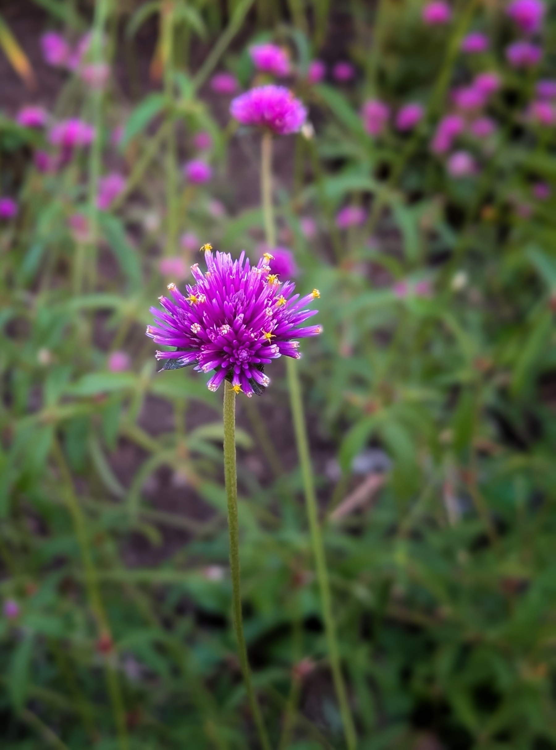 A vibrant purple flower stands out sharply against a blurred background of similar flowers and green foliage.