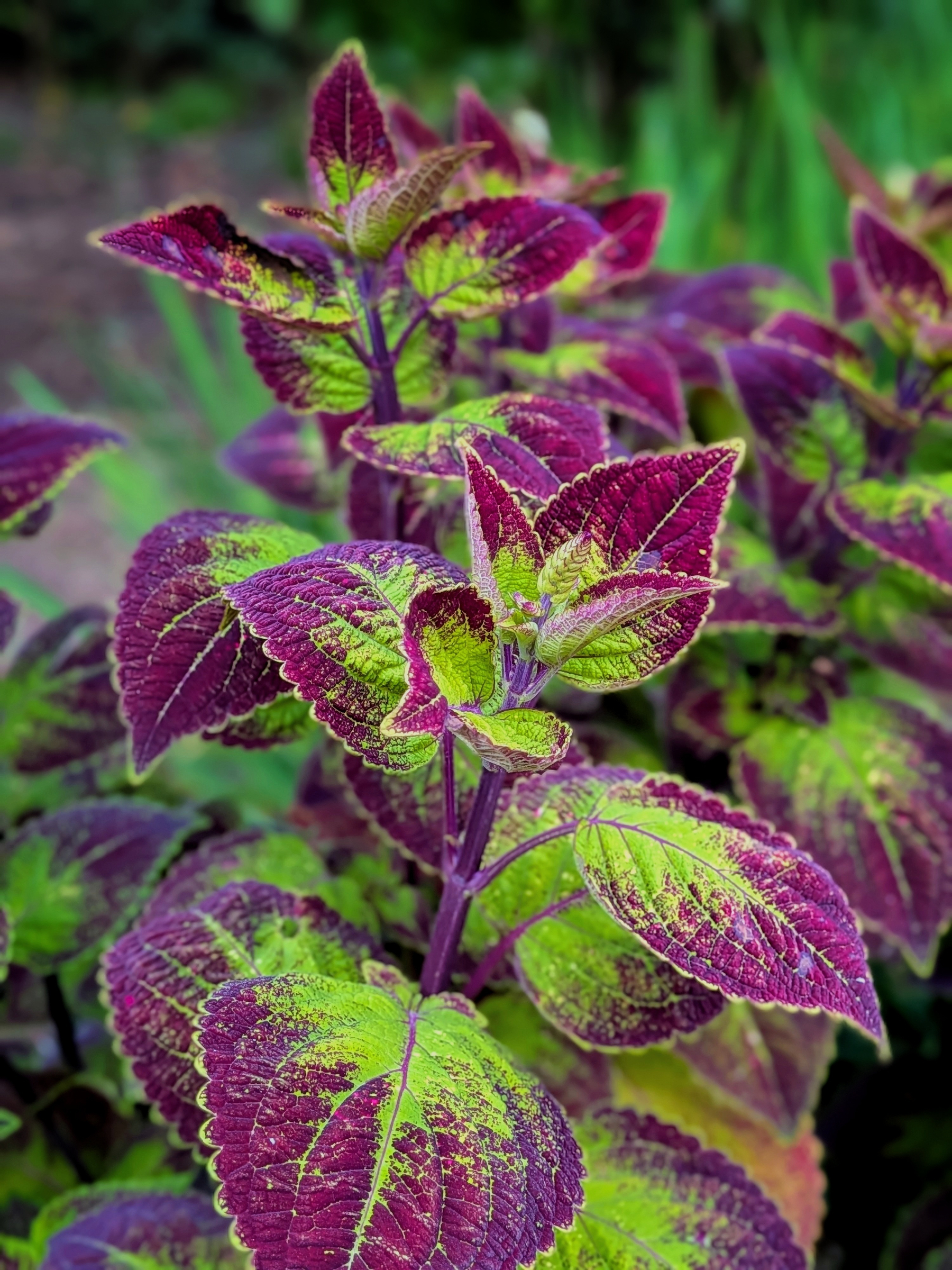 Vibrant leaves with a striking combination of purple and green hues are shown growing on a plant.