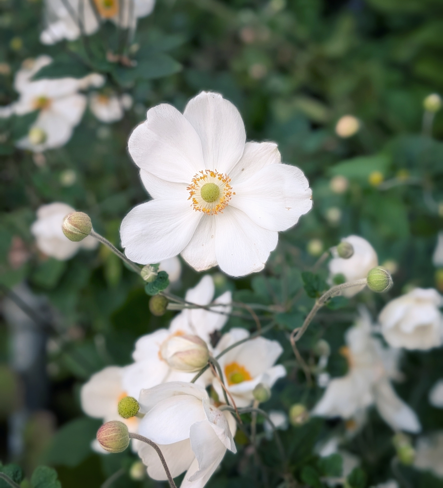A cluster of white flowers with delicate petals and yellow centers is shown against a background of green foliage.