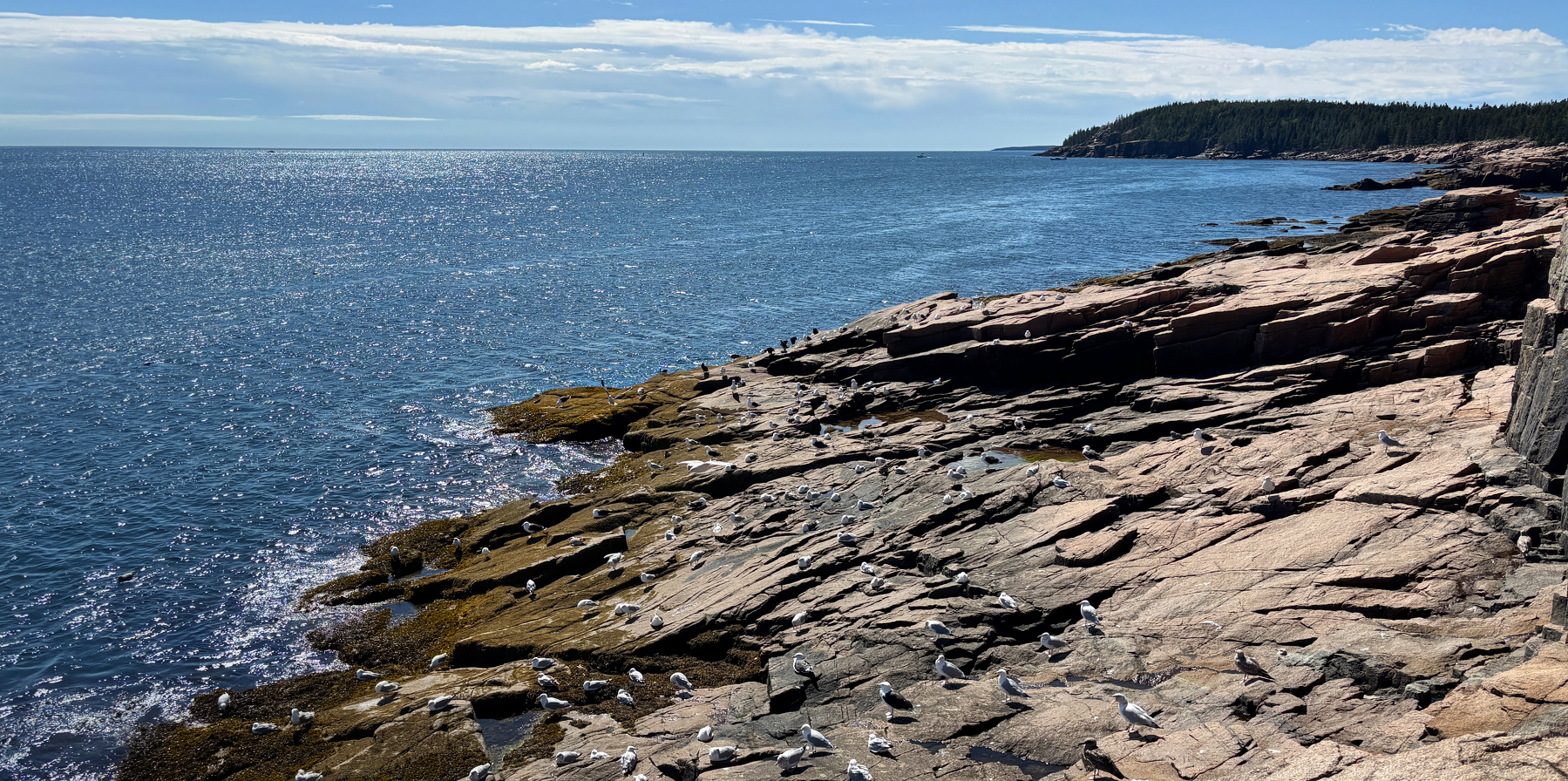 A rocky coastline with seagulls scattered across the rocks and a calm blue ocean extending to the horizon under a partly cloudy sky.