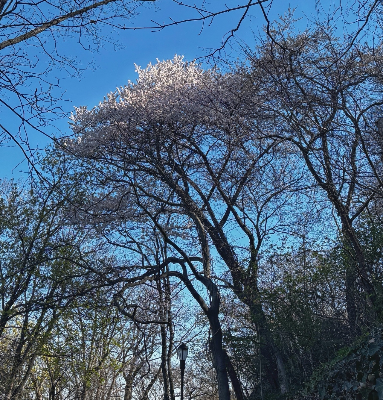 Auto-generated description: Tall trees with blooming white flowers reach towards a clear blue sky.