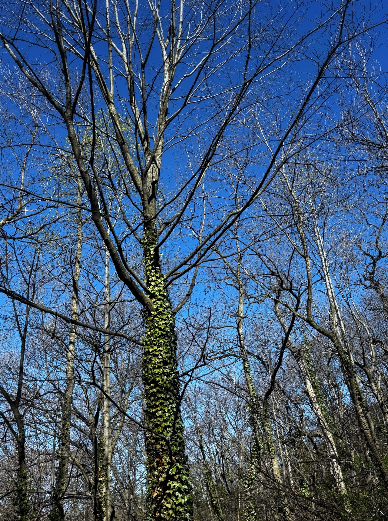 Auto-generated description: A tall tree with ivy climbing its trunk stands among leafless trees against a bright blue sky.