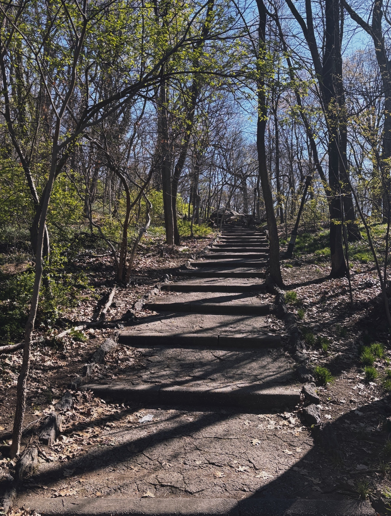Auto-generated description: Sunlit stone steps wind through a lush, wooded area under a clear blue sky.