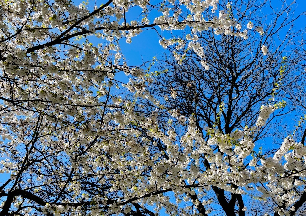 Auto-generated description: Branches of trees adorned with white blossoms are set against a bright blue sky.