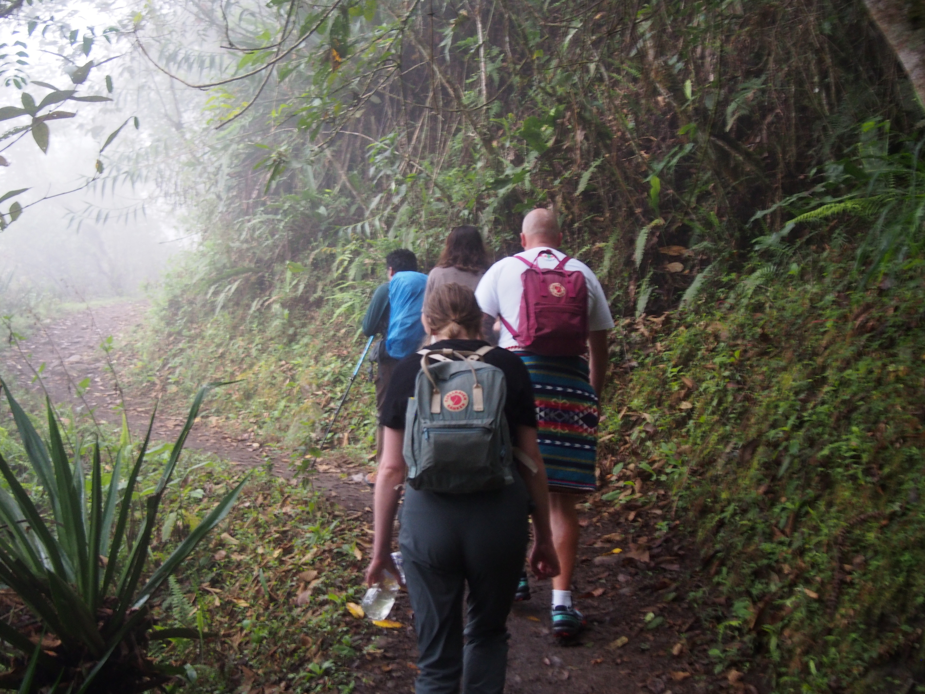 Four people are hiking on a misty forest trail surrounded by dense foliage.