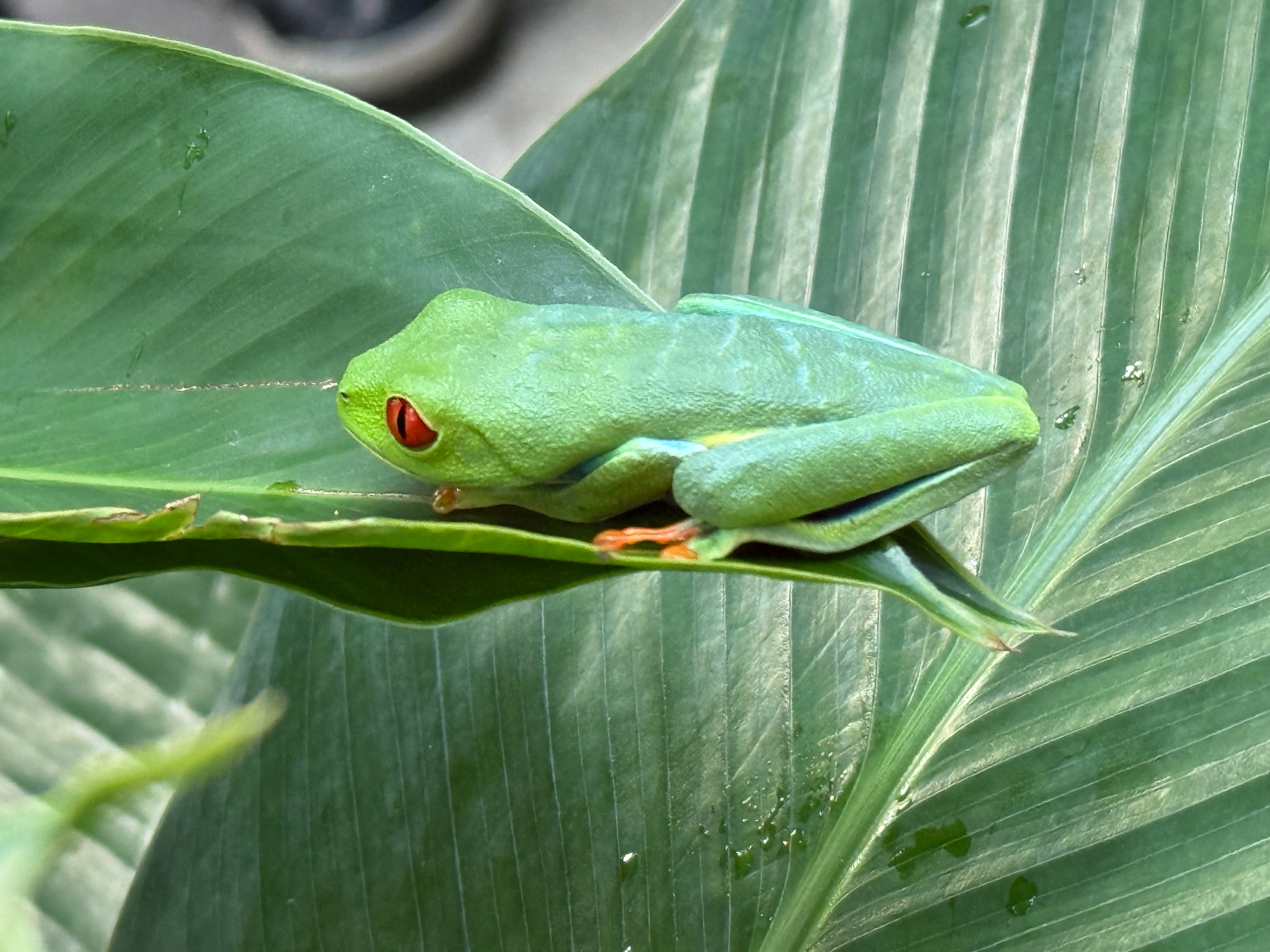 Auto-generated description: A green tree frog with red eyes is perched on a large leaf.