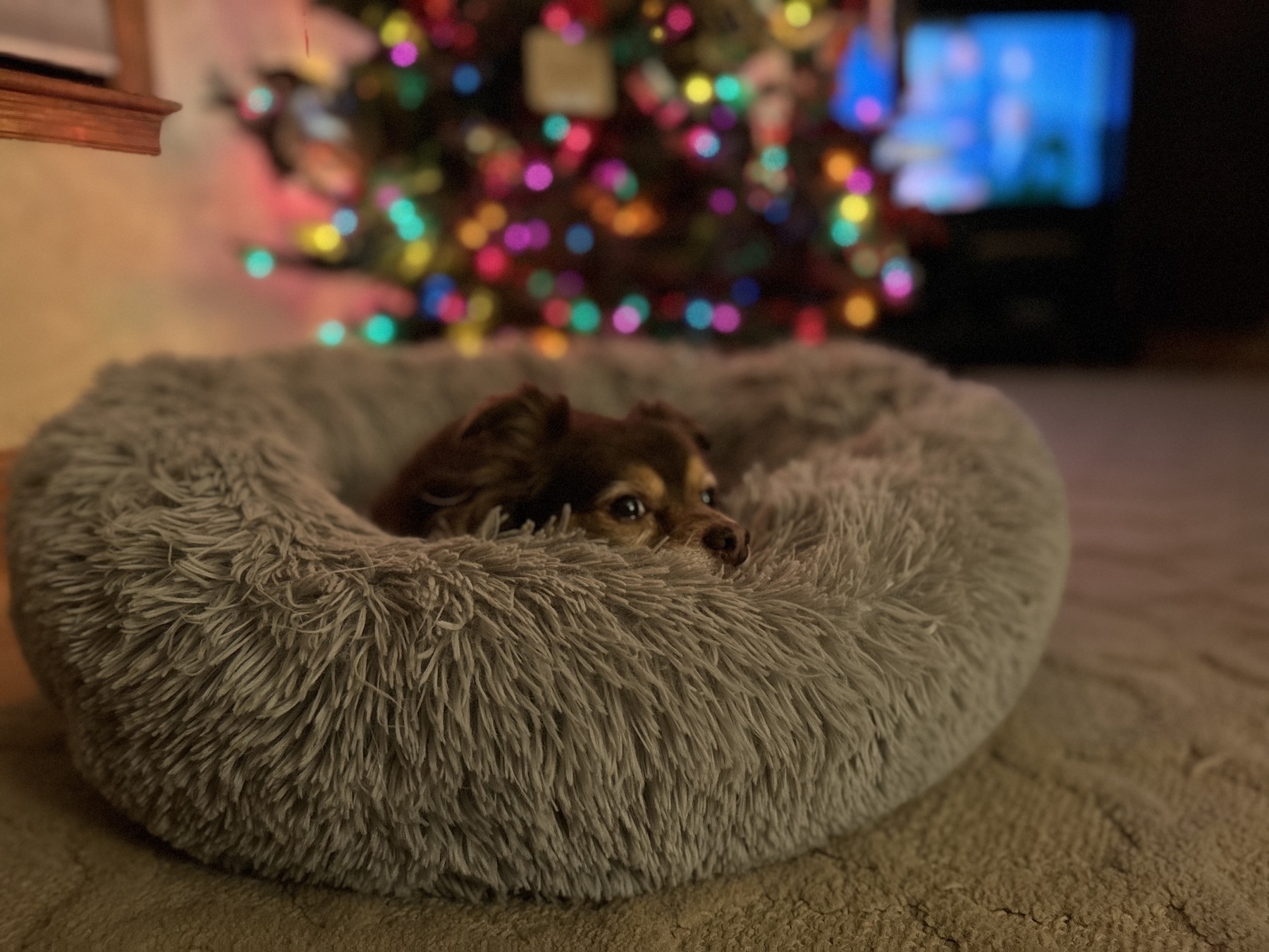 A small brown chihuahua with a gentle expression is resting inside a cozy, fluffy grey dog bed. The bed is placed on a carpeted floor in a warmly lit room with a Christmas tree, glowing with multicolored lights, softly blurred in the background.