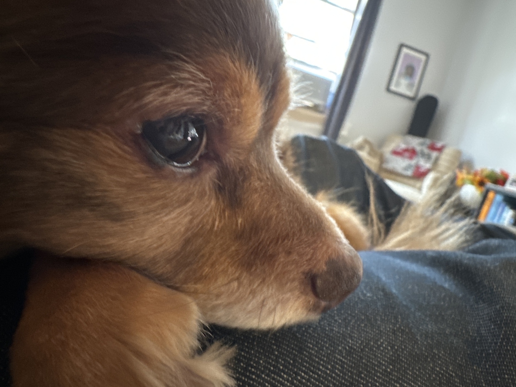Close-up photo of a brown long-haired chihuahua resting his chin on my leg.