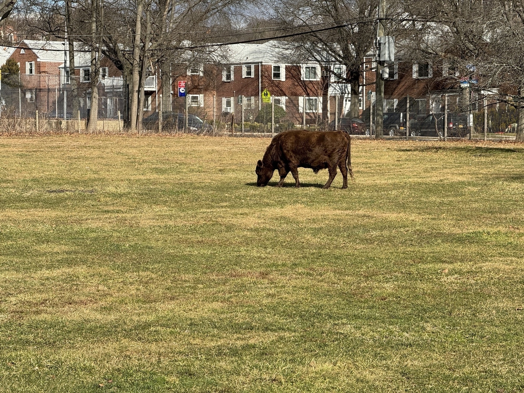 A brown cow standing in a field with row houses/apartments in the background.