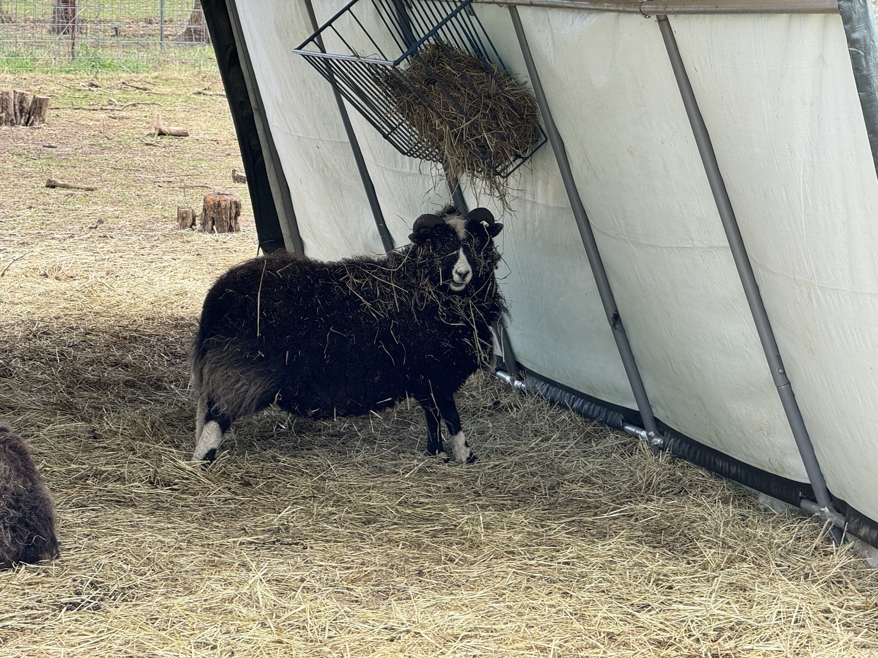 A sheep standing in a shelter with a basket of hay hanging on the wall above it's head.