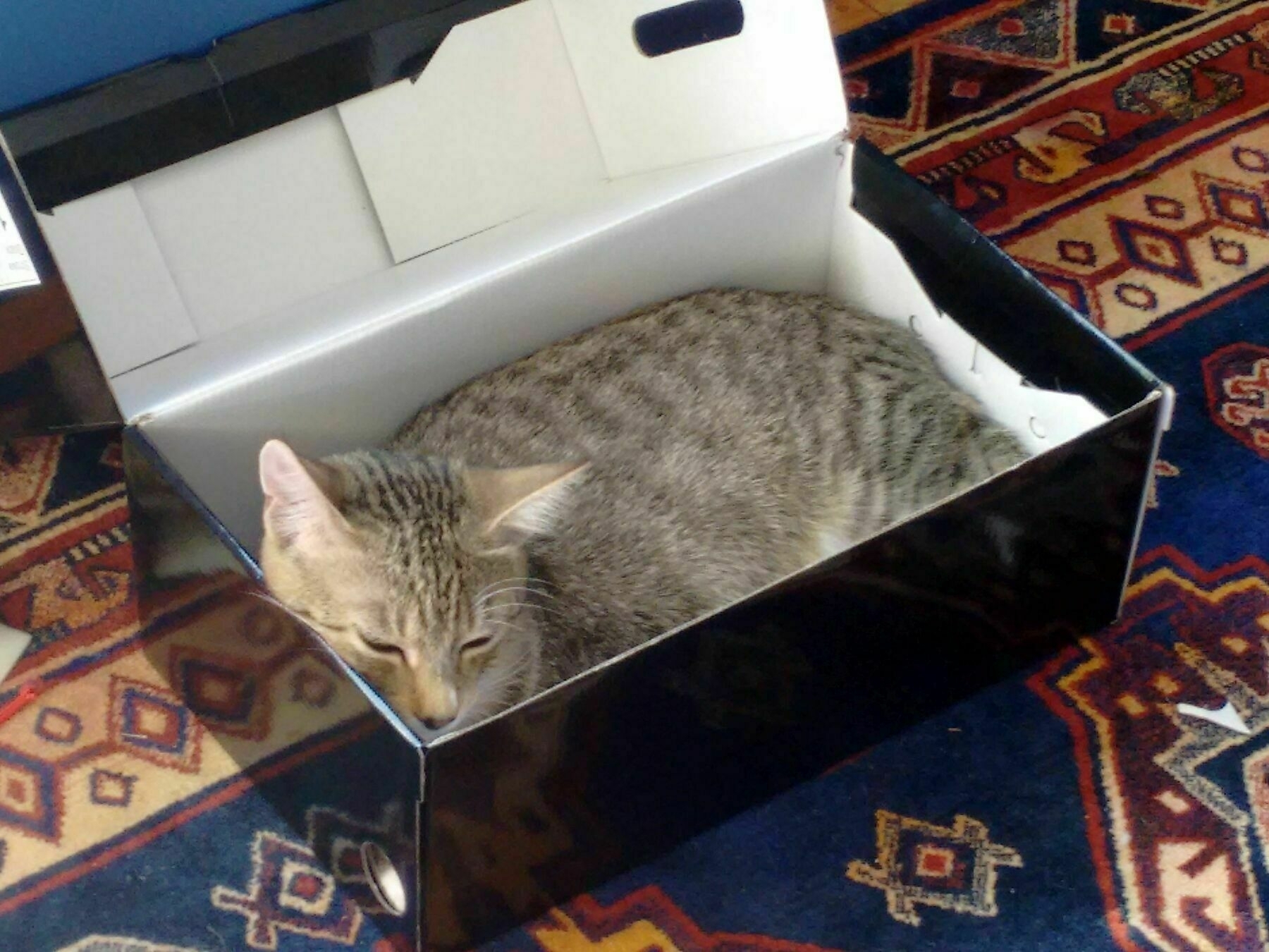 A tabby cat securely curled up in a shoe box, placed on a patterned rug.