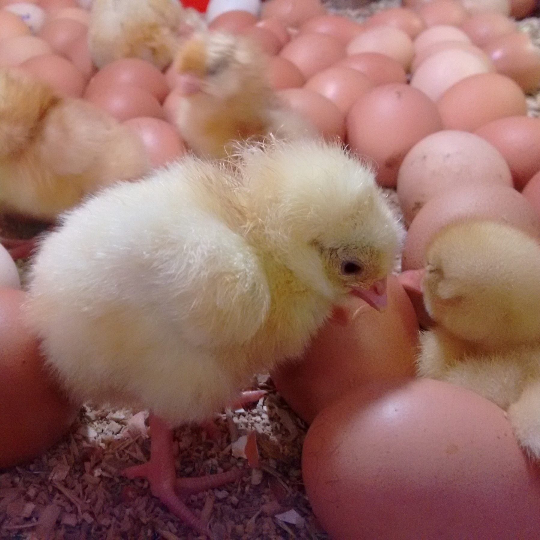 A newborn chick, with unhatched eggs behind.