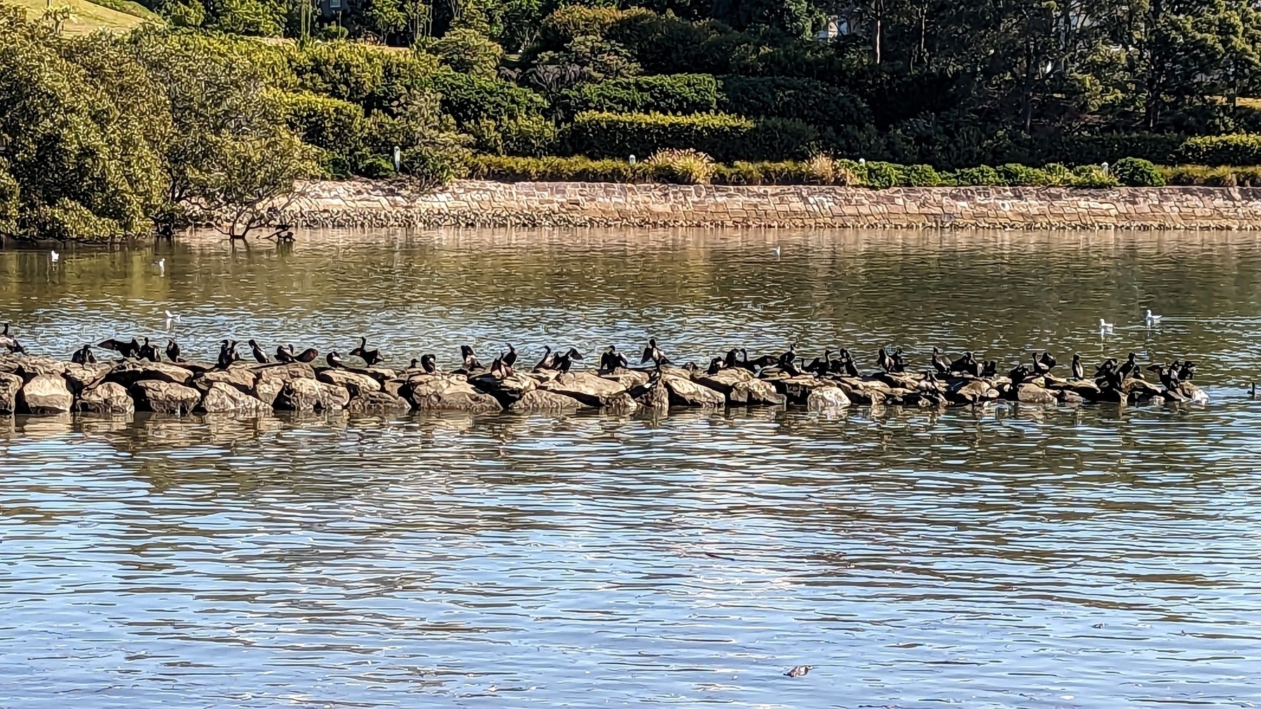 A stone pier juts out into a bay with a heavily vegataded waterfront in the background. On the pier many cormorants gather.