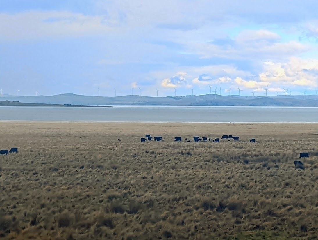 Lake George, Australia, with cattle grazing in the foreground and a windfarm on distant hills at the horizon.