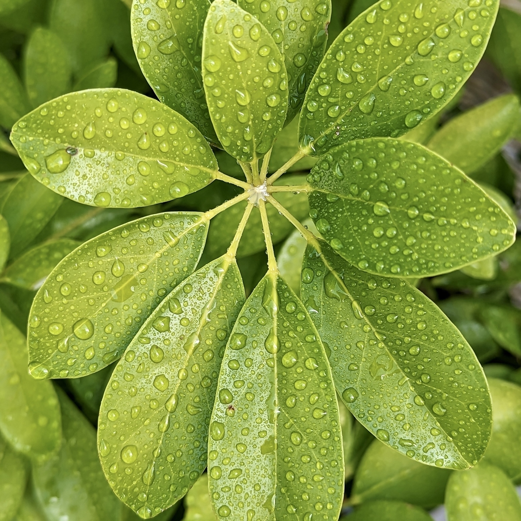 A rosette of umbrella plant leaves in close-up, with water droplets on each leaf.