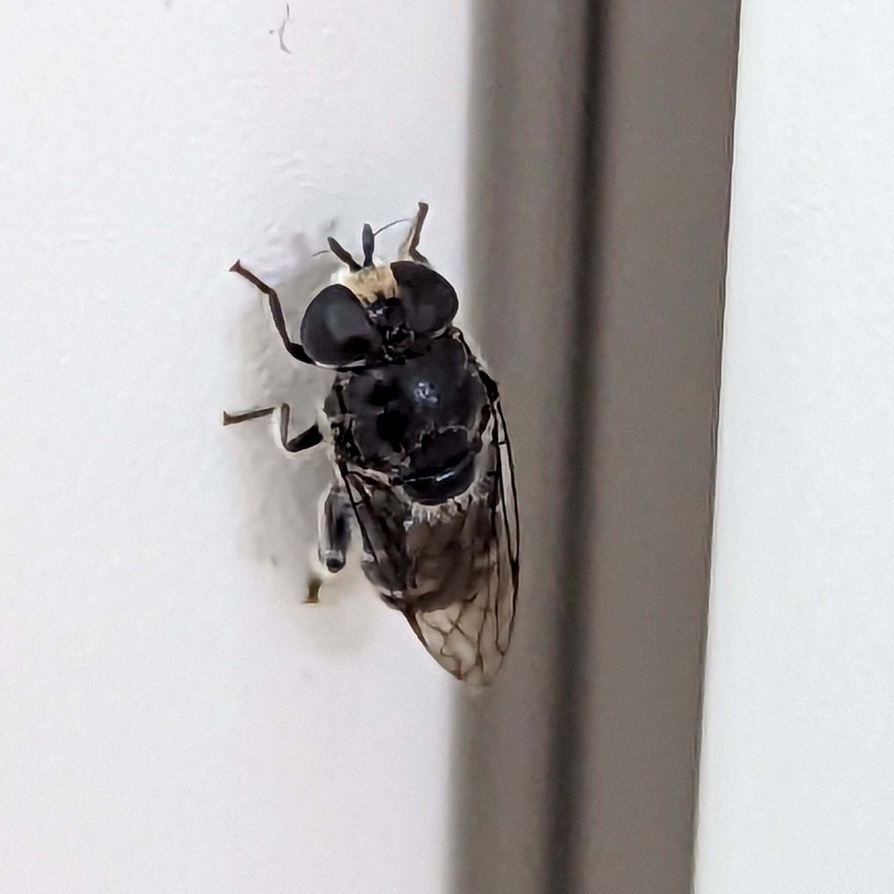 Aclose up shot of anAustralian native bee on a wall.