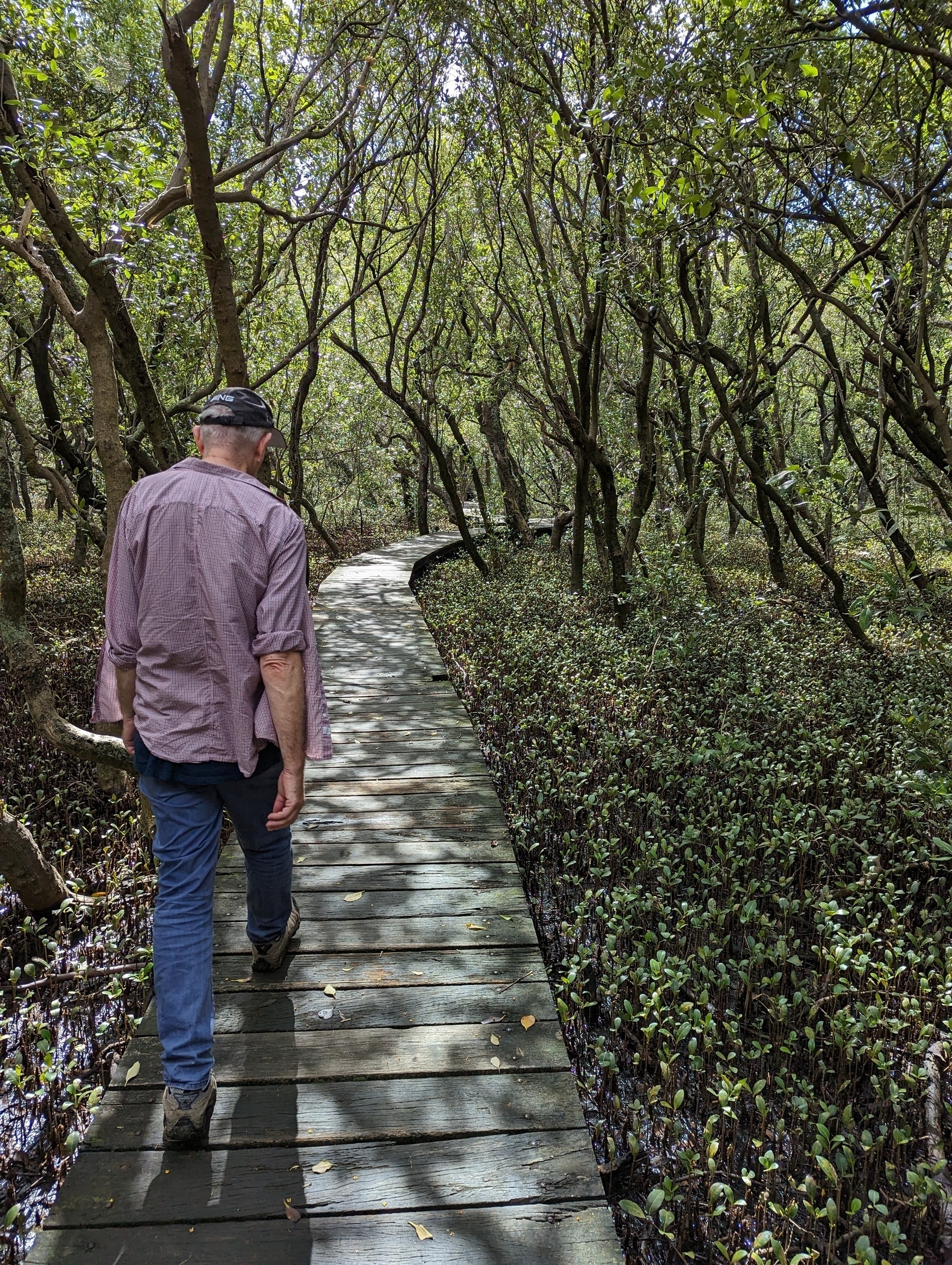 Rear view of a man walking through a mangrove forest along a wooden boardwalk that snakes into the distance.