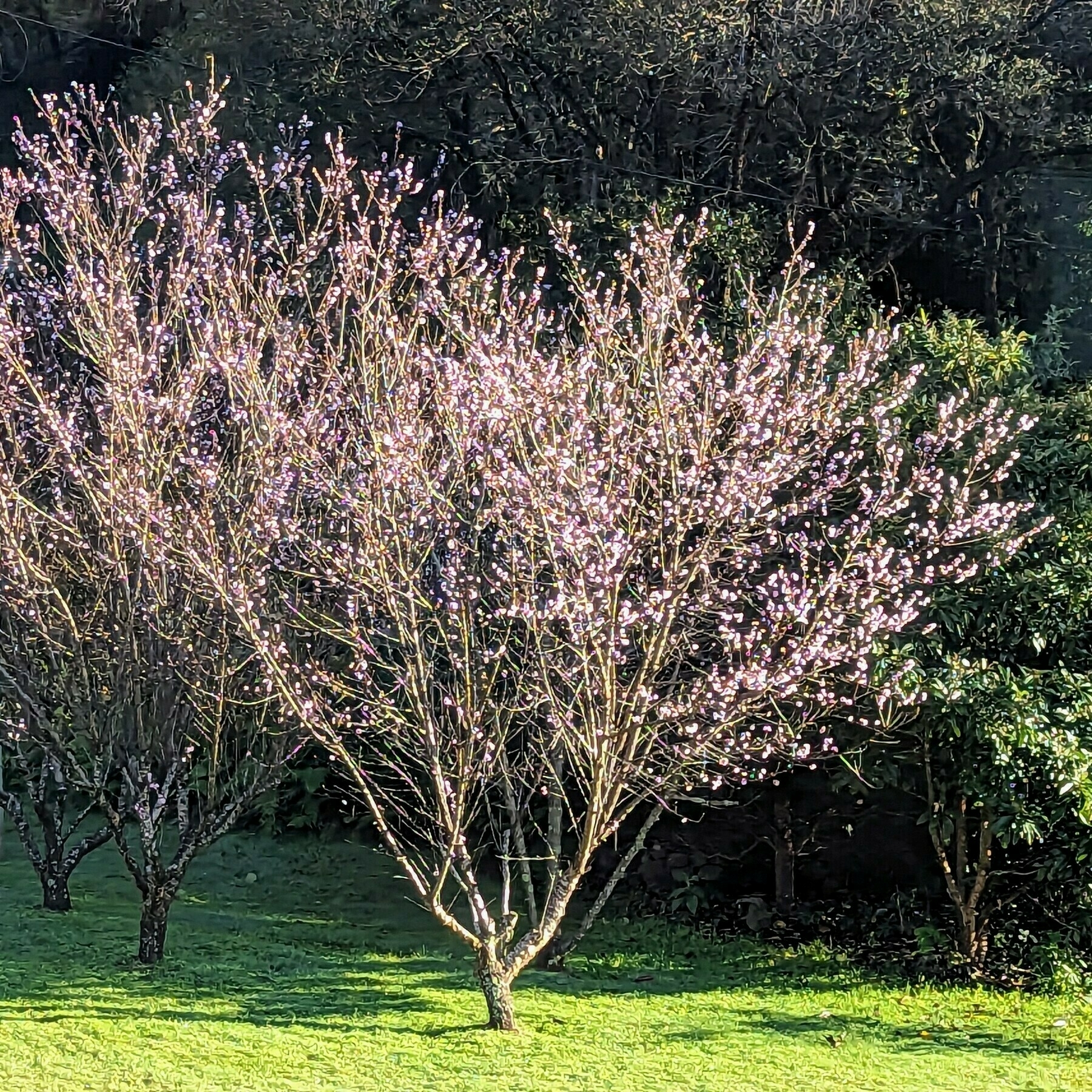 An ornamental cherry tree with fresh pink blossom.