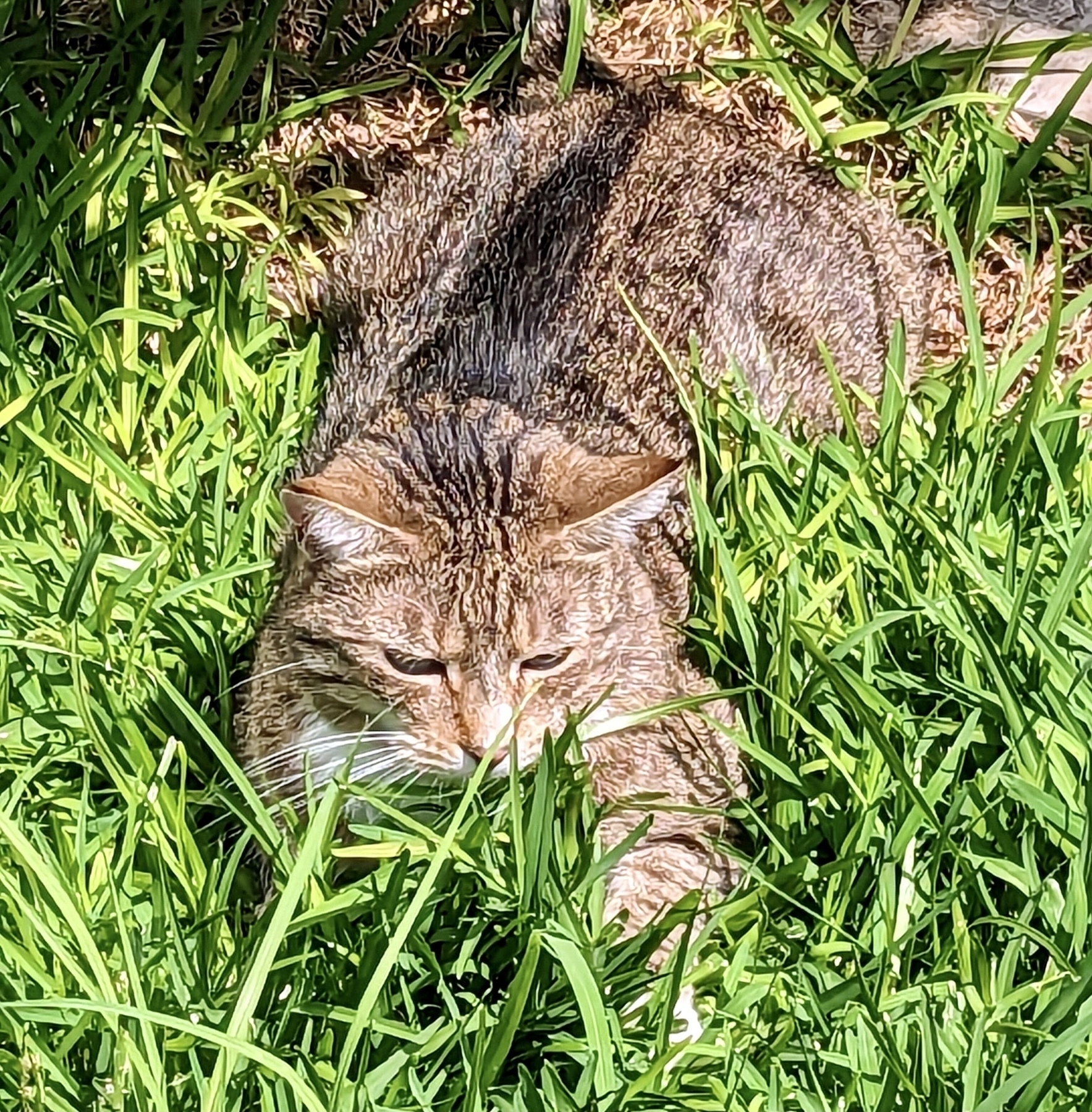 My abby cat lies in wait in the long grass. Its pose is a bit like that of the Sphynx.