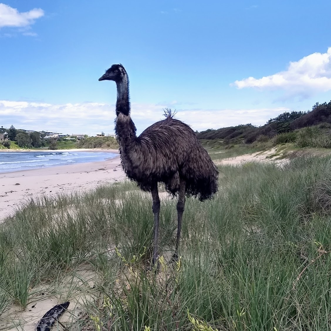 A flightless emu stands on the fore-dune of an Australian beach, apparently gazing towards the ocean