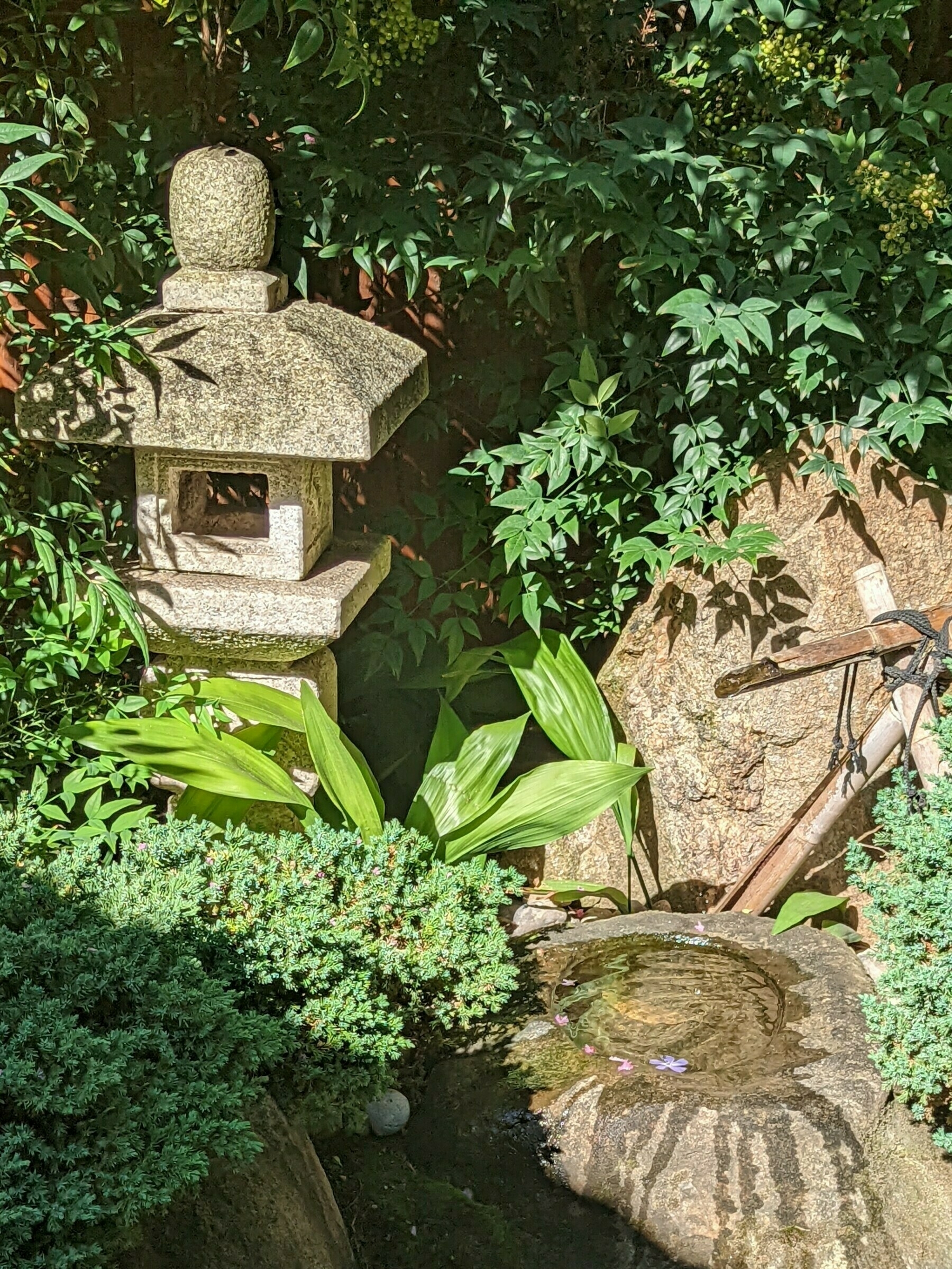 water In the Adelaide Japanese Garden, water from a bamboo pipe fills a small well in  a rock. To the left stands a stone lantern.