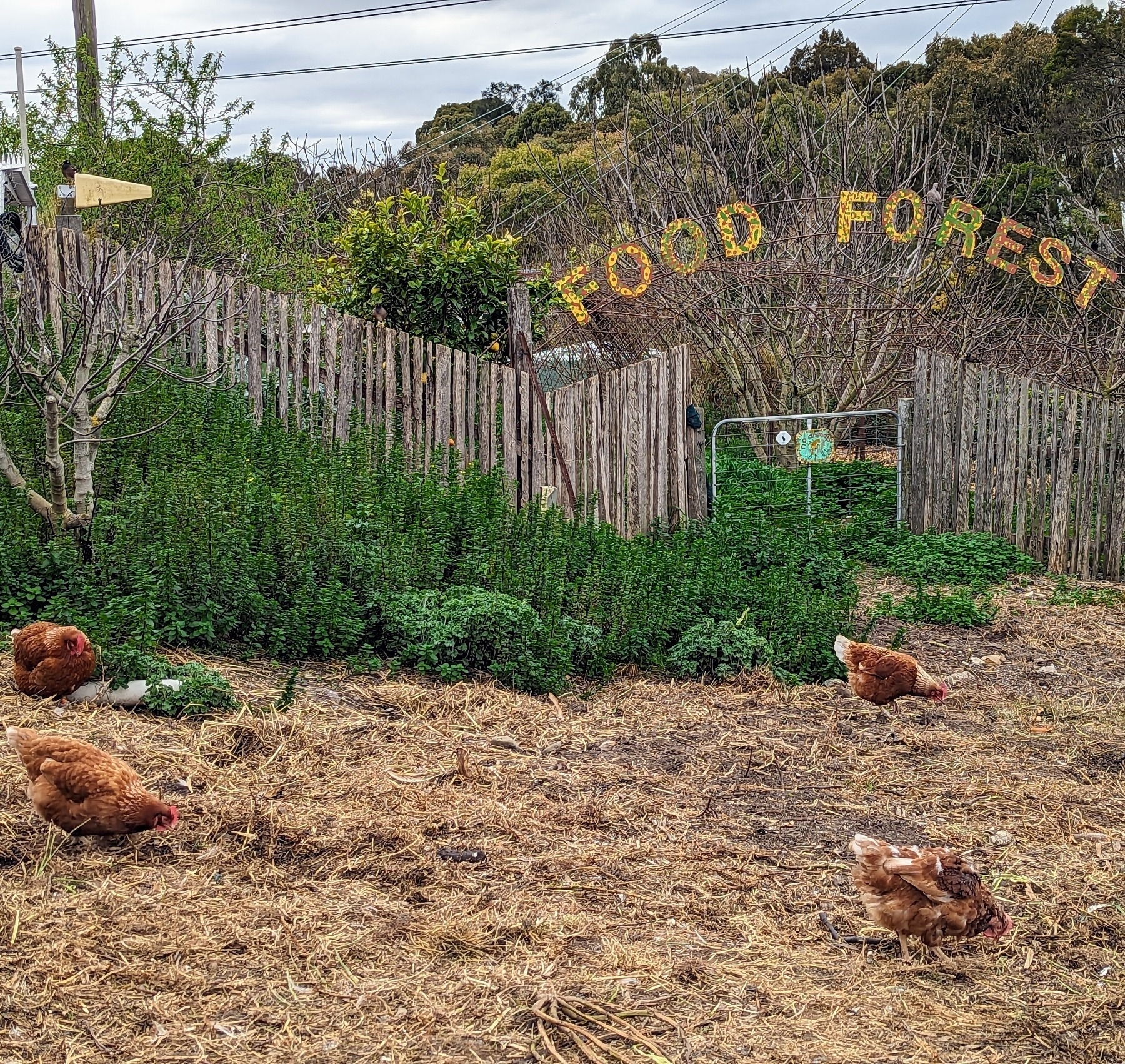 A paddock with chickens foraging. A sign above the fence reads: Food Forest.