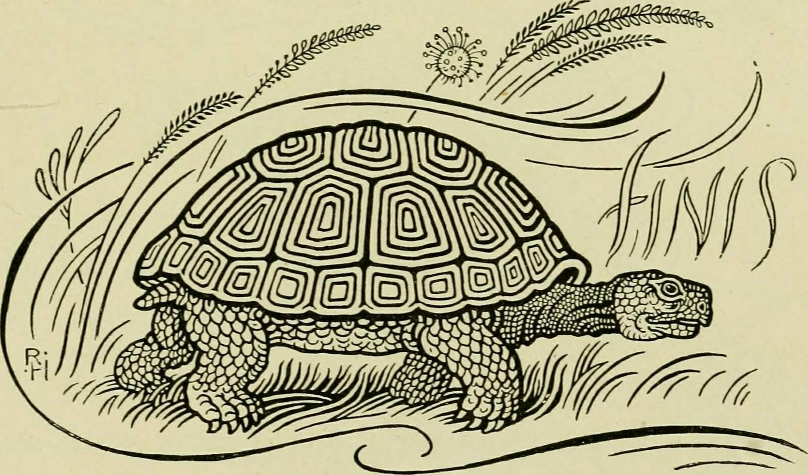 Ink sketch of the tortoise from Aesop's Fables, 1894