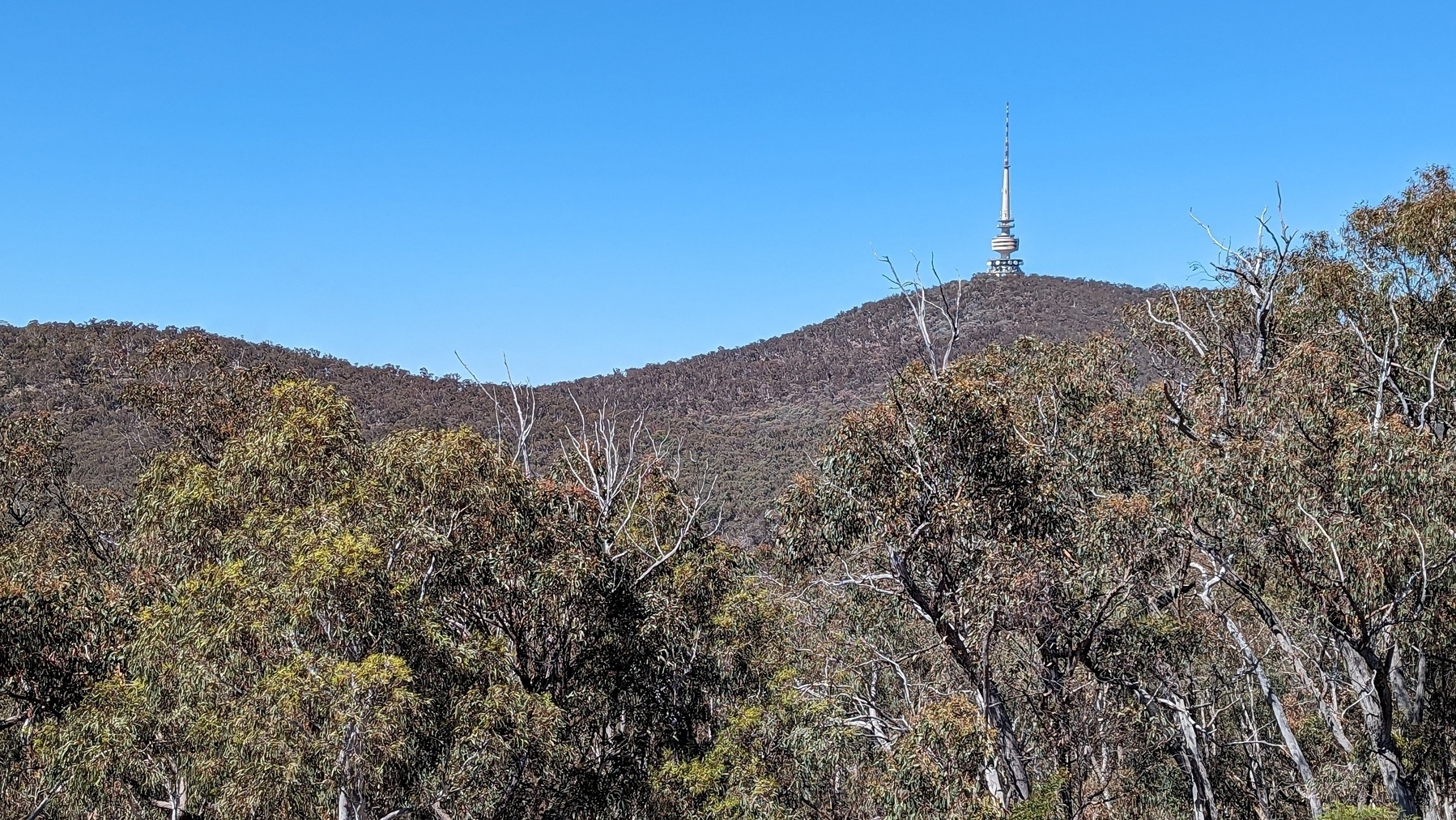 Black Mountain in Canberra, covered in eucalyptus trees, with an iconic communications tower at the top.